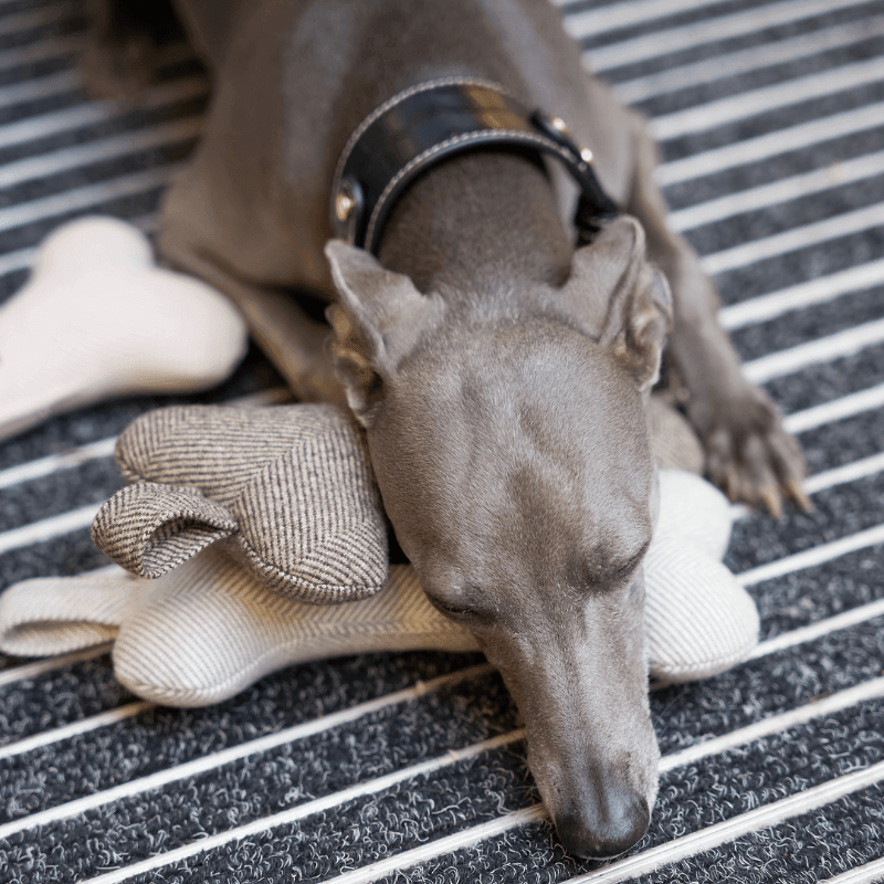 Durable Tweed Squeaky Bone Dog Toy Set for Small & Medium Dogs - Interactive Chew Toys for Puppies & Adult Dogs - Perfect for Indoor Play, Training & Dental Health