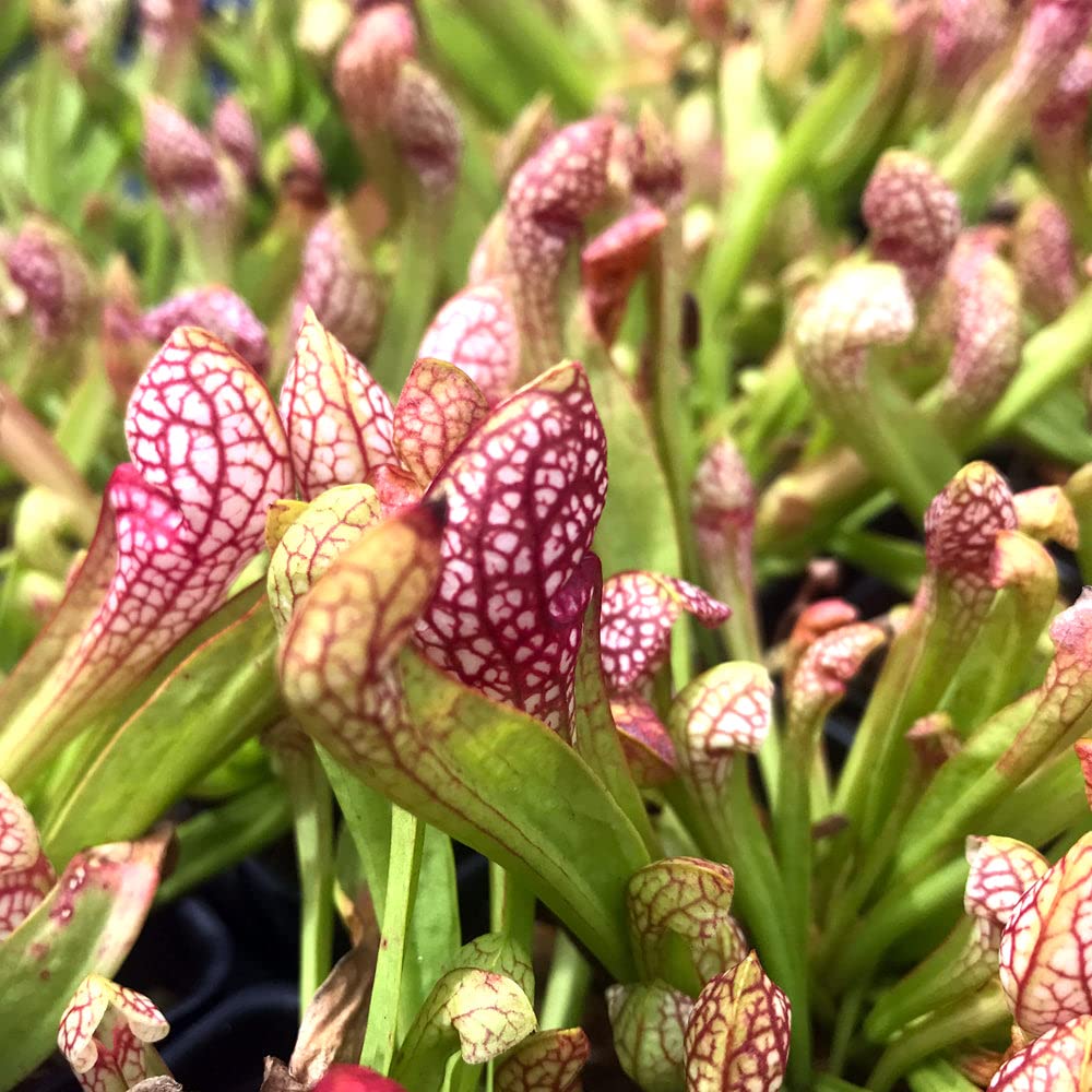 Scarlet Belle Carnivorous Pitcher Plant (Sarracenia) - Live Indoor/Outdoor Plant for Natural Pest Control - Perfect for Bog Gardens, Terrariums & Unique Home Decor - Wellspring Gardens Starter Plant