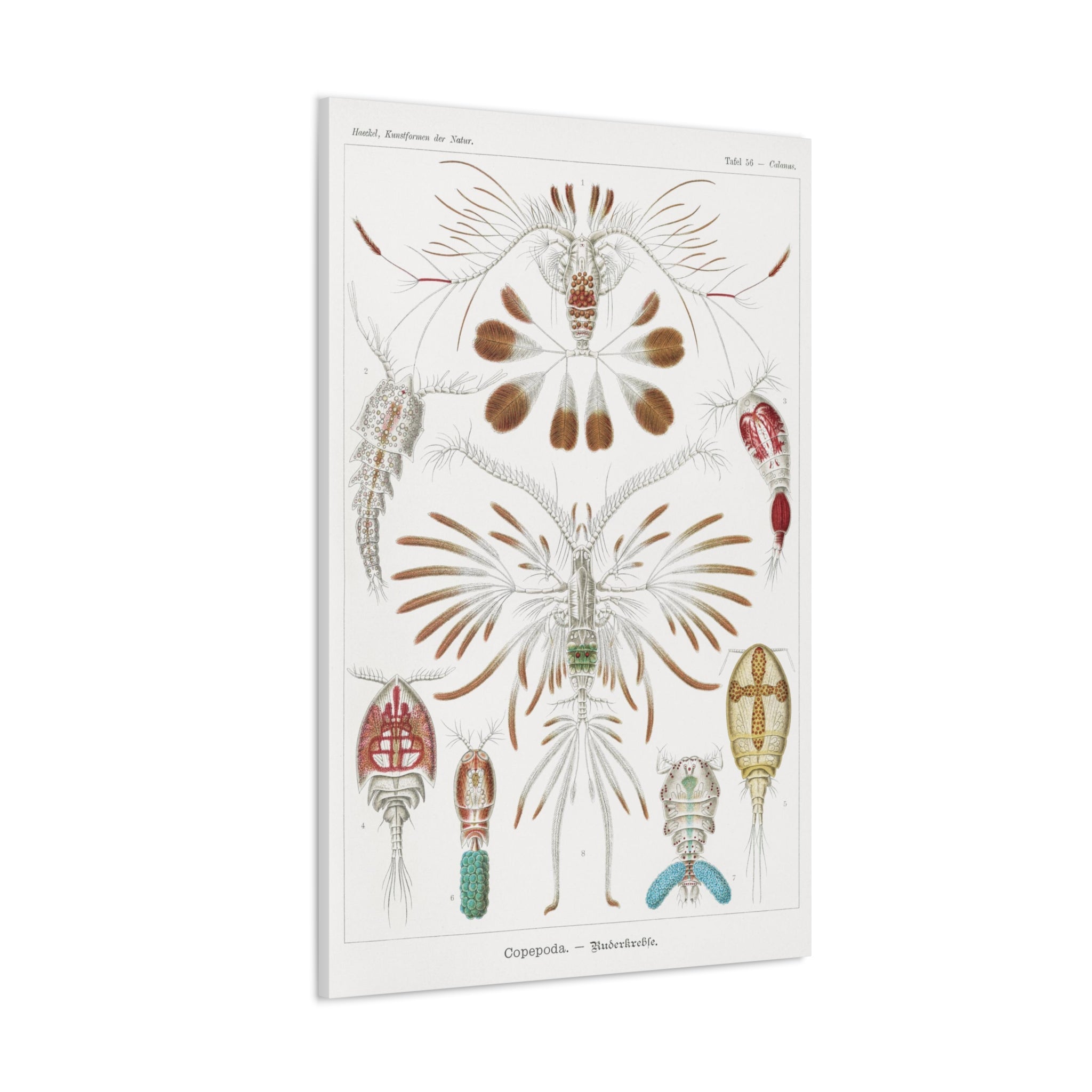 Copepoda Ruderkrebse by Ernst Haeckel - Premium Canvas Art Print for Home & Office Decor | Marine Biology Wall Art | Scientific Illustration Gift