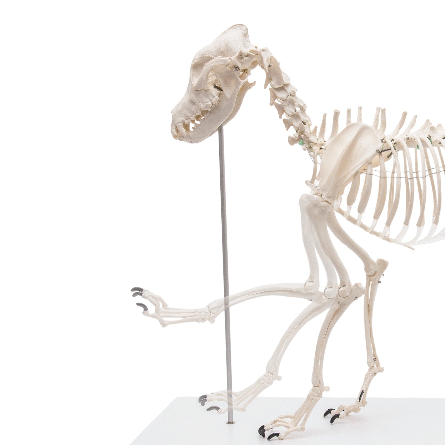 Realistic Replica Dog Skeleton Olaf - Halloween Pet Costume & Home Decor for Spooky Parties, Themed Events, and Veterinary Education