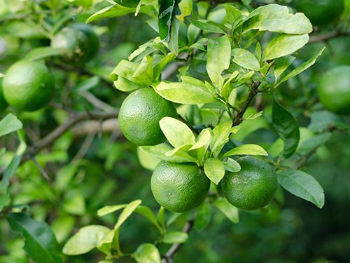 Premium Dwarf Persian Lime Tree - Fast Fruiting Indoor/Outdoor Citrus Plant with Juicy Limes - Perfect for Home Gardens, Patio Decor & Fresh Cocktail Ingredients - Gift Ready Potted Fruit Tree by The Magnolia Company