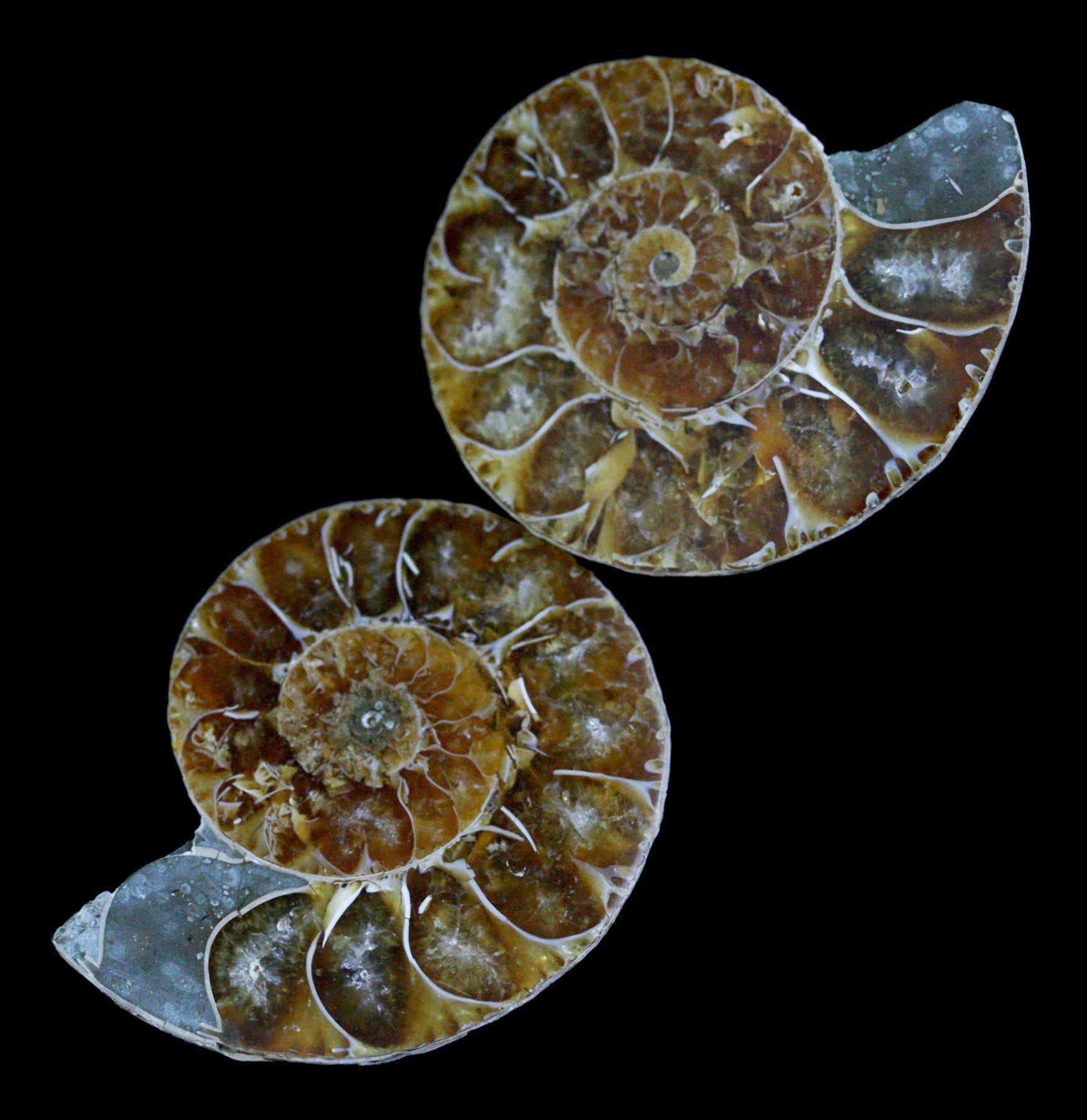 Premium Agatized Cut & Polished Ammonite Fossil Pair - Rare Collector's Gemstone for Home Decor, Jewelry Making & Meditation Display