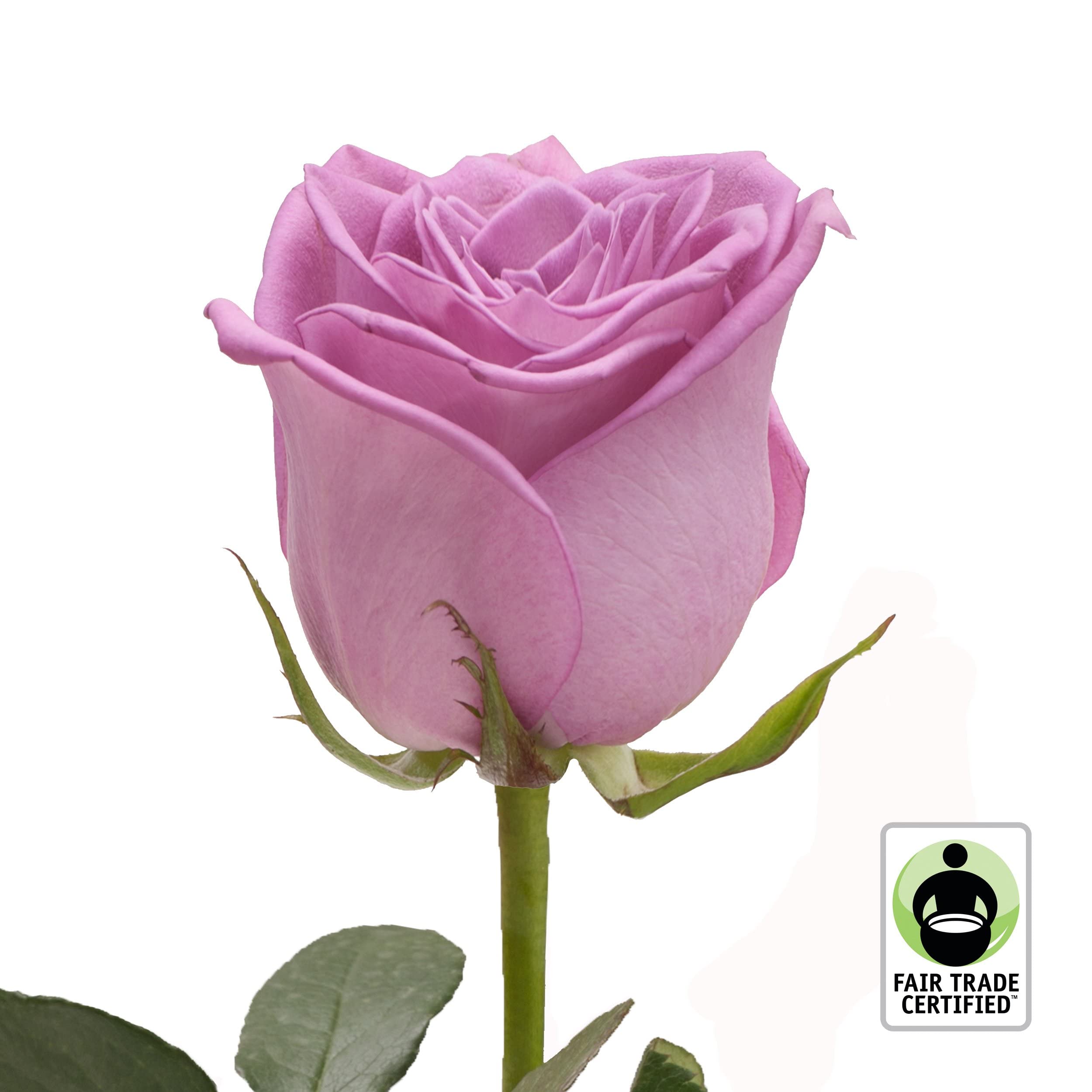 Fair Trade Fresh Cut Lavender Roses - 50 Stems (20 Inches) for Wedding Bouquets, Home Decor, Office Arrangements, DIY Floral Projects & Special Events