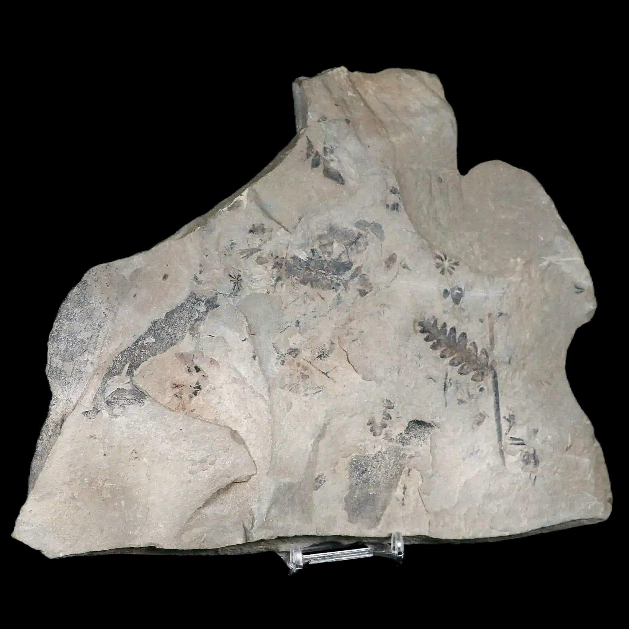 Neuropteris SP Fern Plant Fossil Leaves - Carboniferous Age Specimen from Breathitt Formation, Leslie County KY | Perfect for Paleontology Collectors & Home Decor Displays