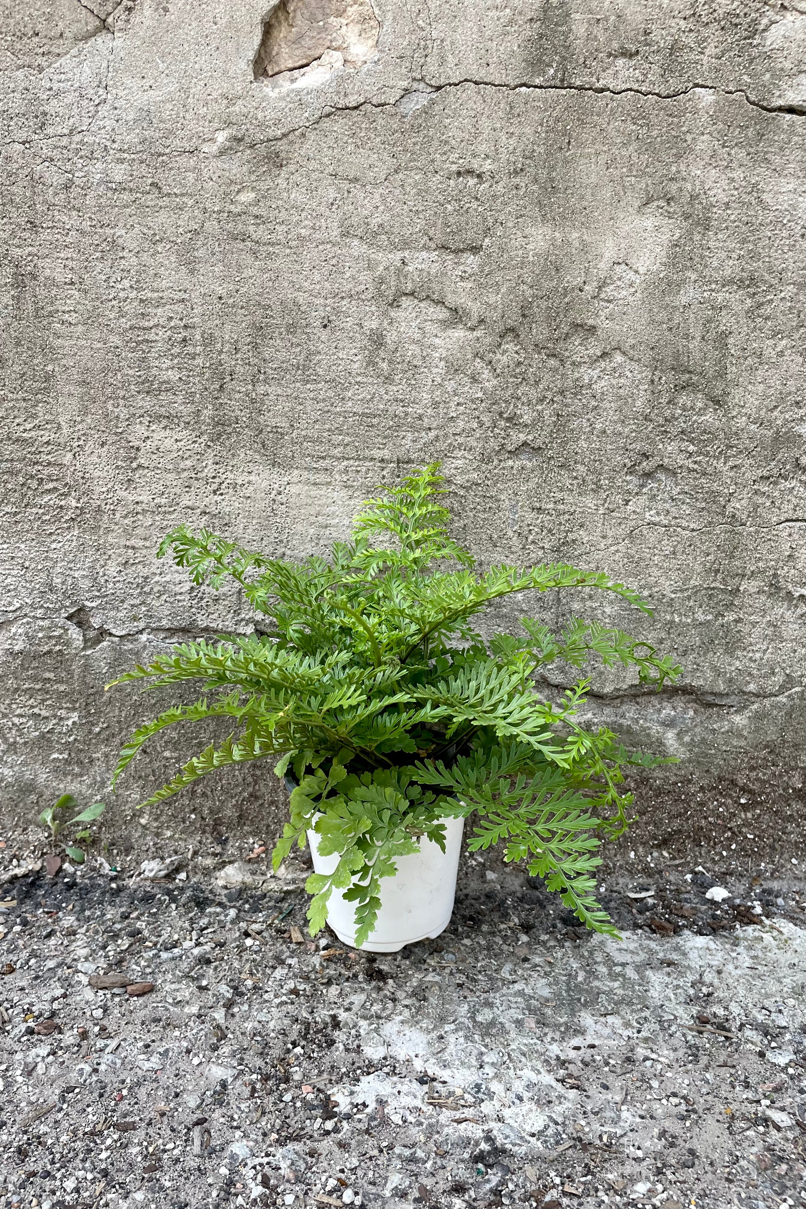Asplenium 'Austral Gem' Fern - 4
