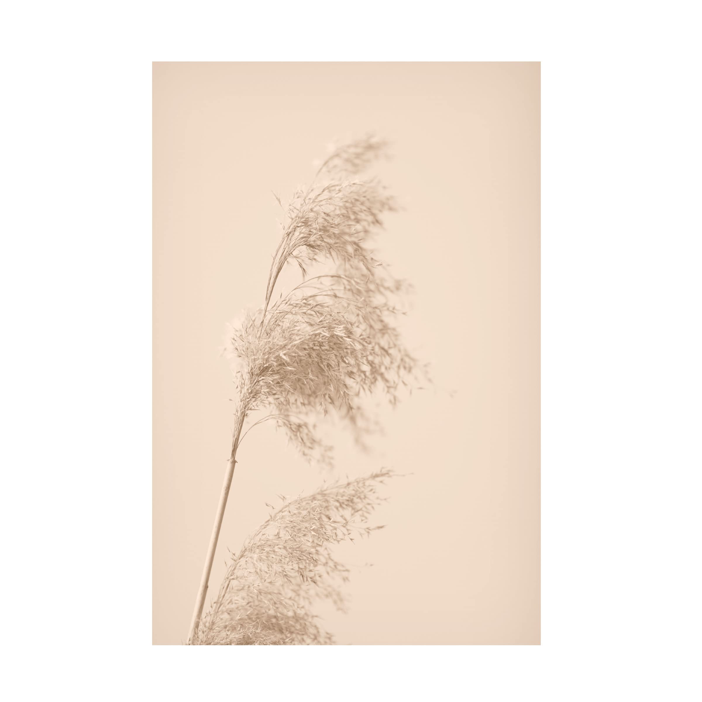 Trademark Fine Art 'Reed Grass Beige 03' Canvas Wall Art Print by 1x Studio III - Modern Home Decor for Living Room, Bedroom & Office
