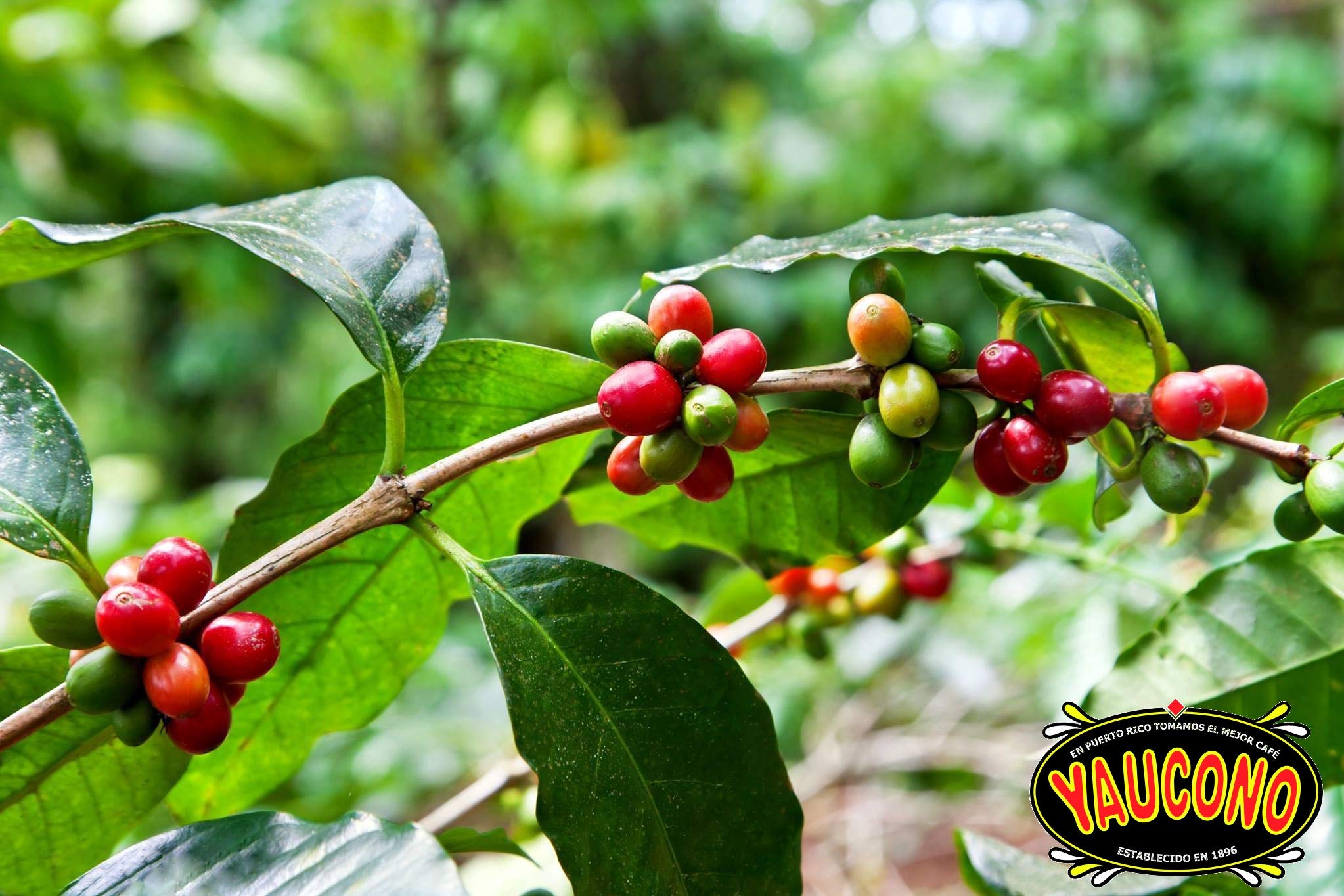 Premium Alto Grande Medium-Dark Roast & Yaucono Medium Roast Whole Bean Coffee - 2 Bags Each, 2 Pound (Pack of 4) - Perfect for Home Brewing, Office Use & Gourmet Gifts