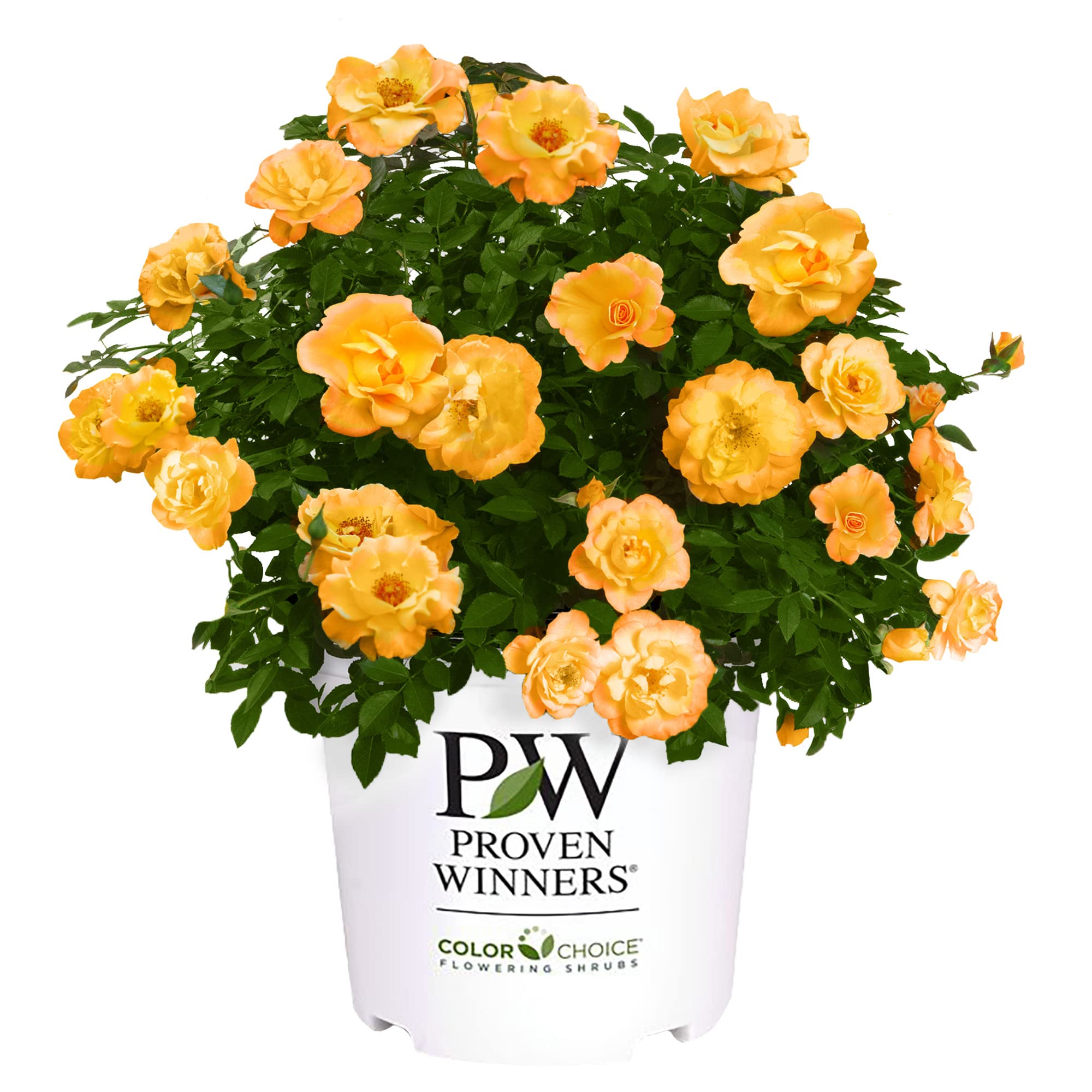 2 Gallon Proven Winners Rose Suñorita Shrub - Beautiful Blooming Shrub for Landscaping, Garden Borders & Outdoor Decor