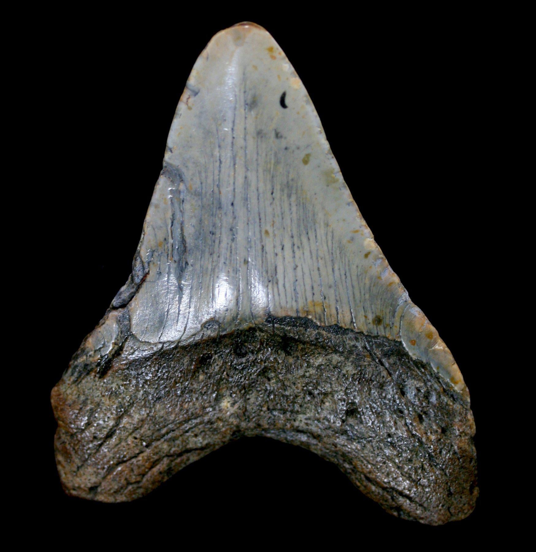 Authentic Megalodon Shark Tooth Fossil - Large Prehistoric Specimen for Collectors & Decor | Perfect for Home Display, Classroom Education & Gift Giving