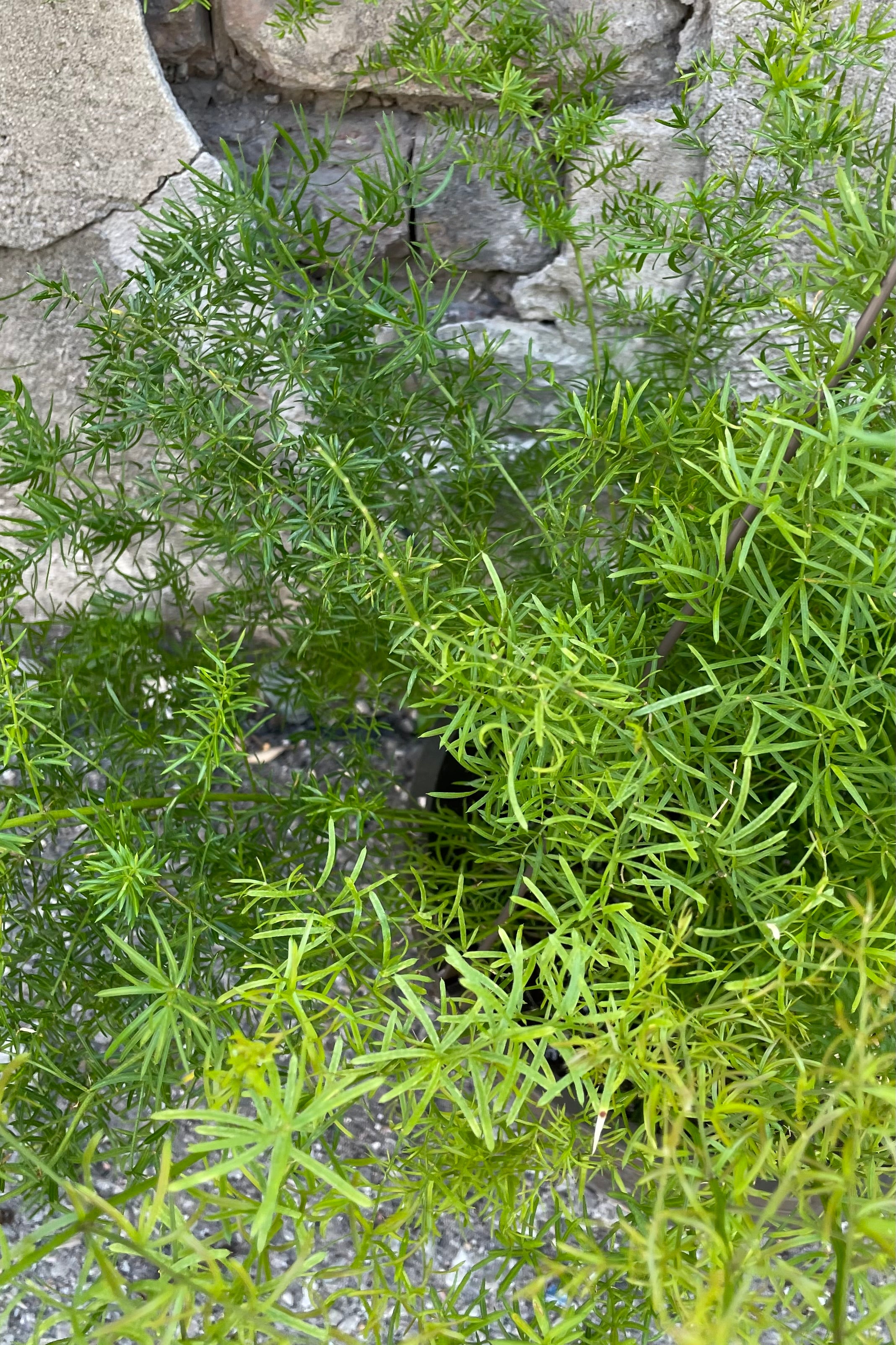 Buy Asparagus aethiopicus 'Sprengeri' Houseplant - 10