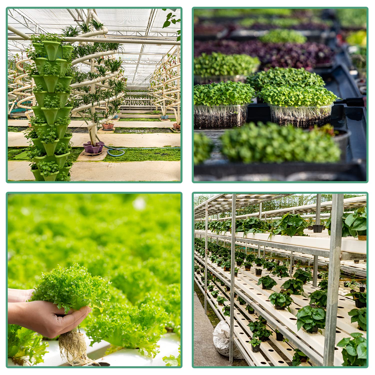 50pcs Hydroponic Grow Sponges - Seed Root Growth Sponges for Aerogarden & Indoor Gardening, Perfect for Hydroponics System, Plant Starter, and Herb Growing at Home