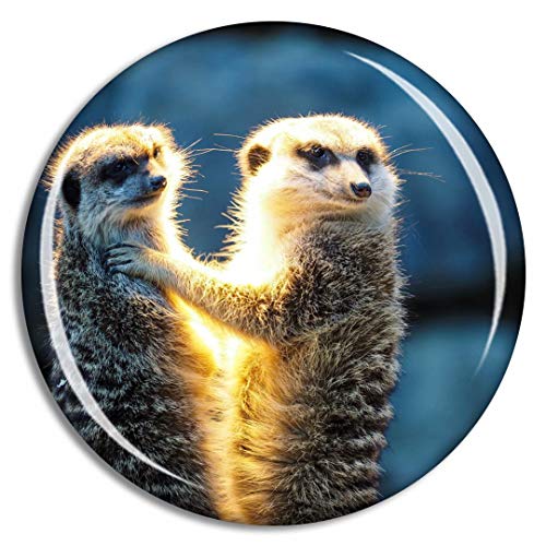 Meerkats