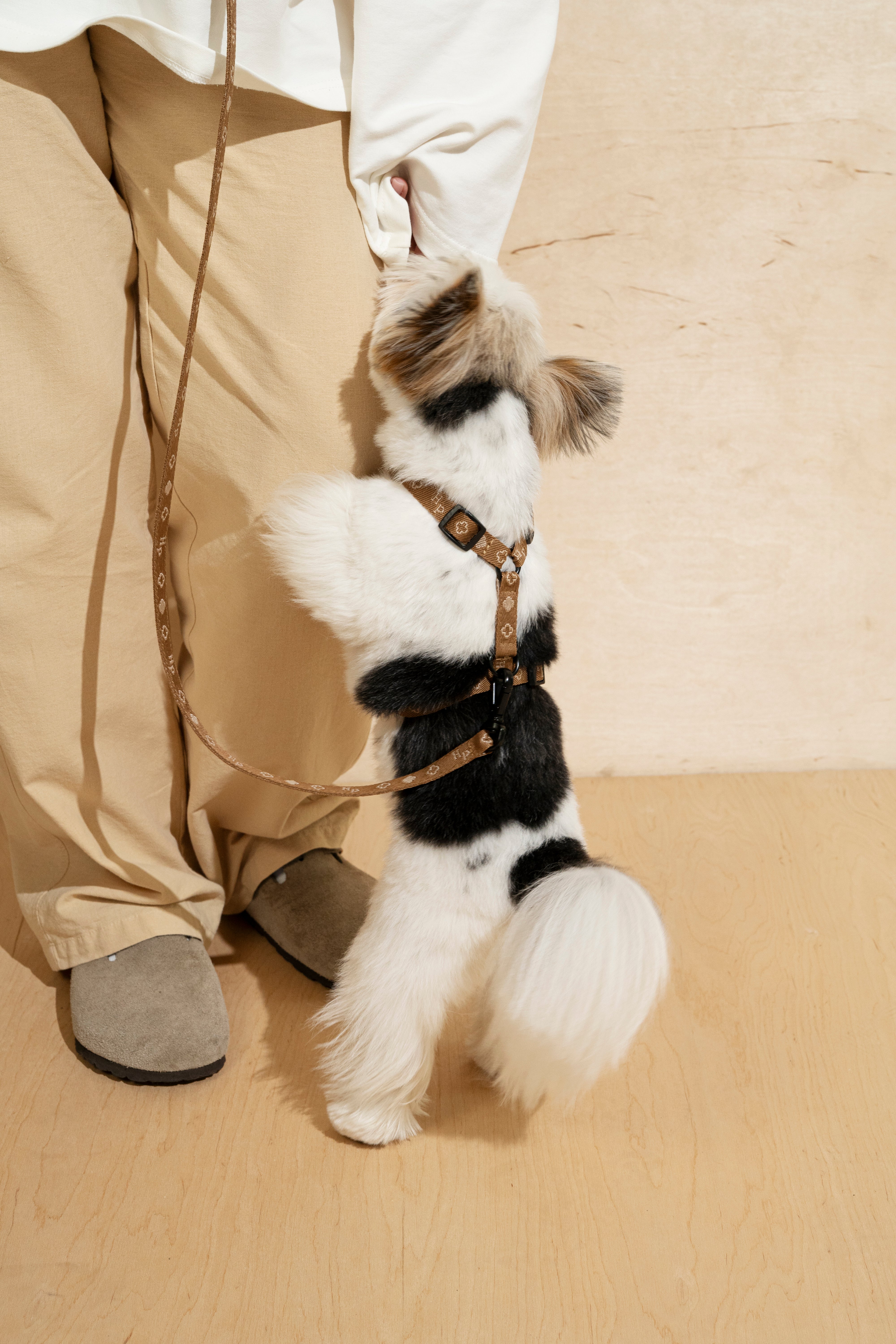 **Comfy Mini Dog Leash and Harness Set - Ginger Color - Perfect for Small Dogs, Puppies, and Indoor/Outdoor Walks**