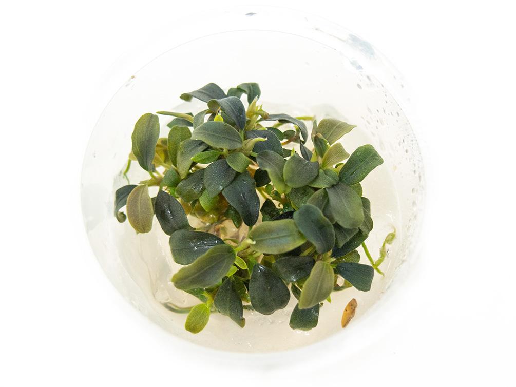 TCulture Bucephalandra Brownie Purple (TC Cup) - Rare Aquatic Plant for Aquascaping | Perfect for Freshwater Aquariums & Fish Tanks
