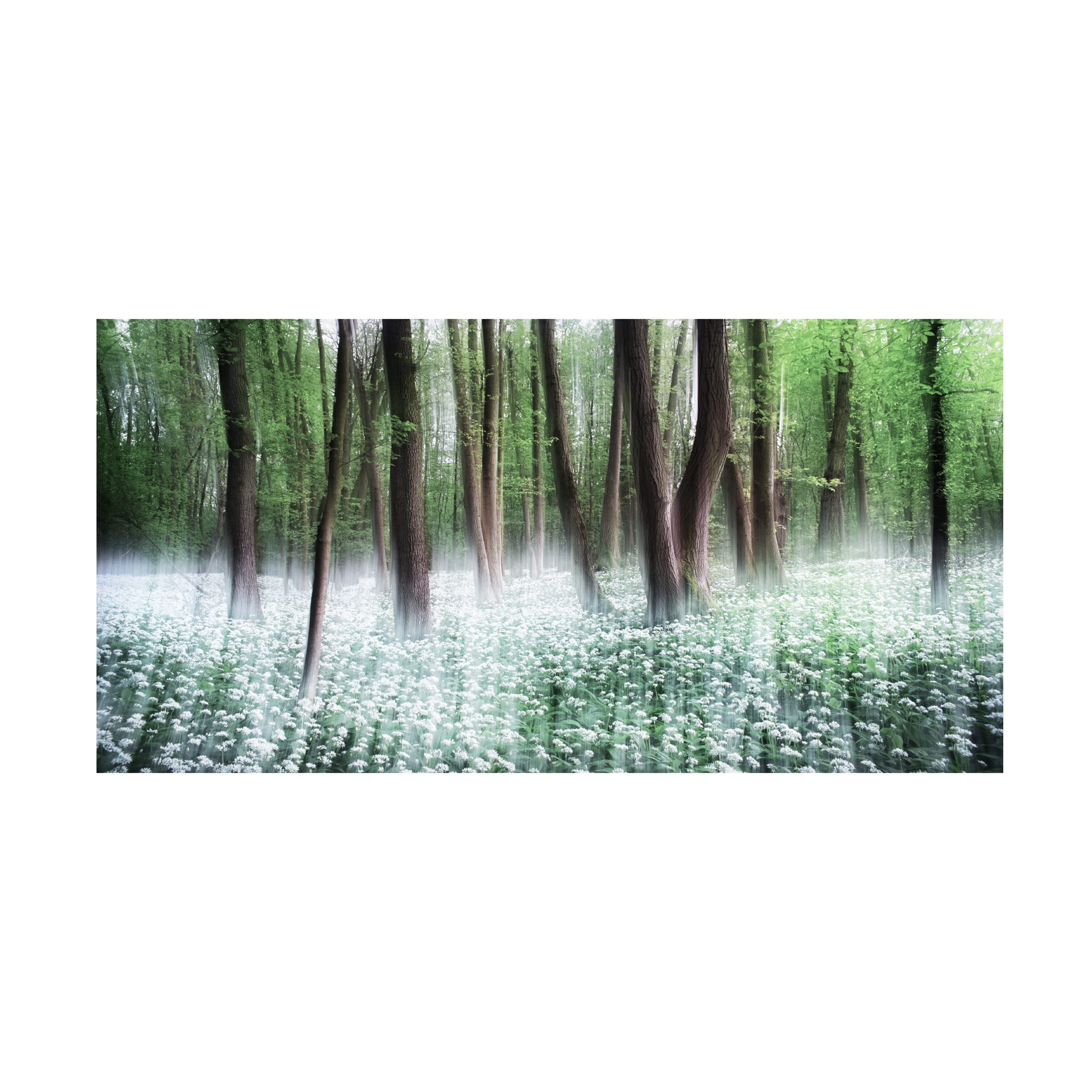 Trademark Fine Art 'Wild Garlic' Canvas Wall Art by Burger Jochen - Vibrant Floral Painting for Living Room, Bedroom & Office Decor
