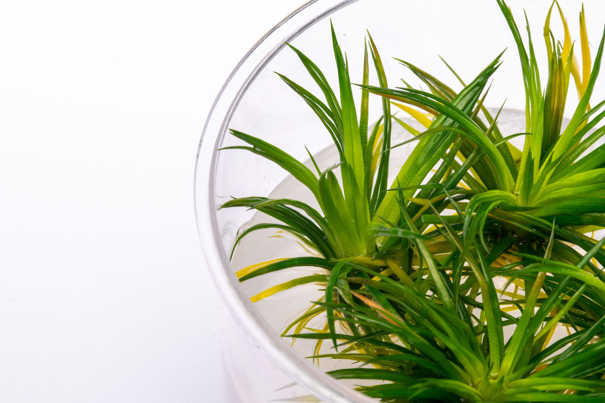 Eriocaulon Cinereum Aquatic Plant - Live Freshwater Aquarium Plant for Fish Tanks, Nano Tanks & Aquascaping | Perfect for Shrimp Tanks, Planted Aquariums & Water Gardens