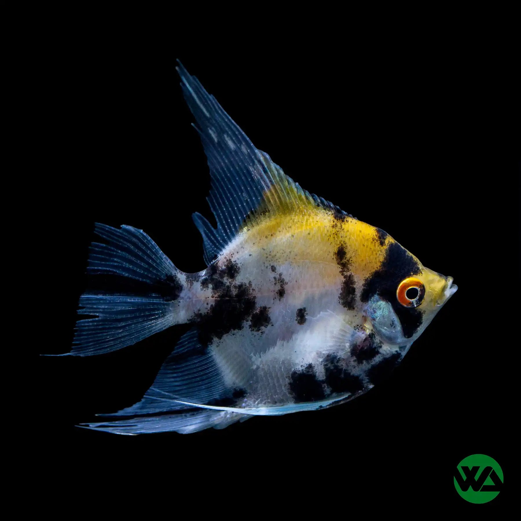 Koi Angelfish (Pterophyllum scalare) - Live Tropical Freshwater Aquarium Fish for Home & Office Tanks