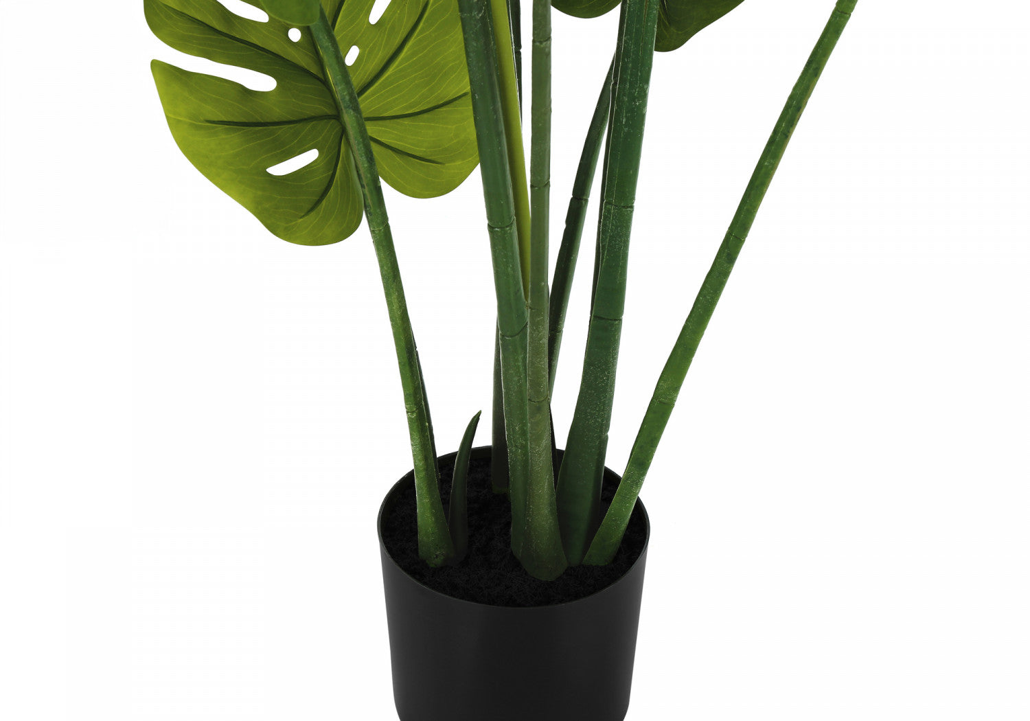 45 Monstera Deliciosa Swiss Cheese Plant with 6 Black Nursery Pots - Indoor Houseplant for Home Decor, Office, Living Room & Bedroom