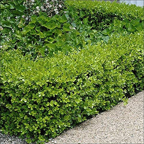 Japanese Boxwood Plants - 10 Live 4 Inch Pots of Buxus Microphylla | Low Maintenance Evergreen Hedge for Landscaping, Garden Borders & Formal Gardens