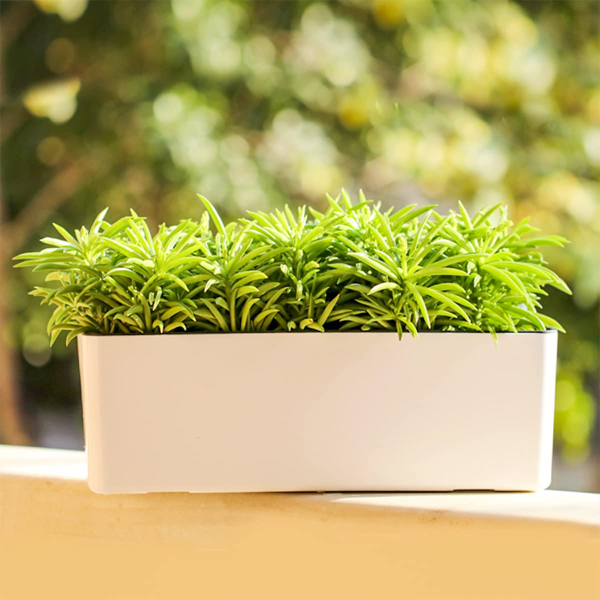 2 Pack Black Self Watering Rectangular Planters - 15.6 x 5.4 Inch Indoor Window Sill Flower Pots with Drainage Holes | Perfect for Herbs, Succulents & Small Plants in Kitchen, Office or Balcony