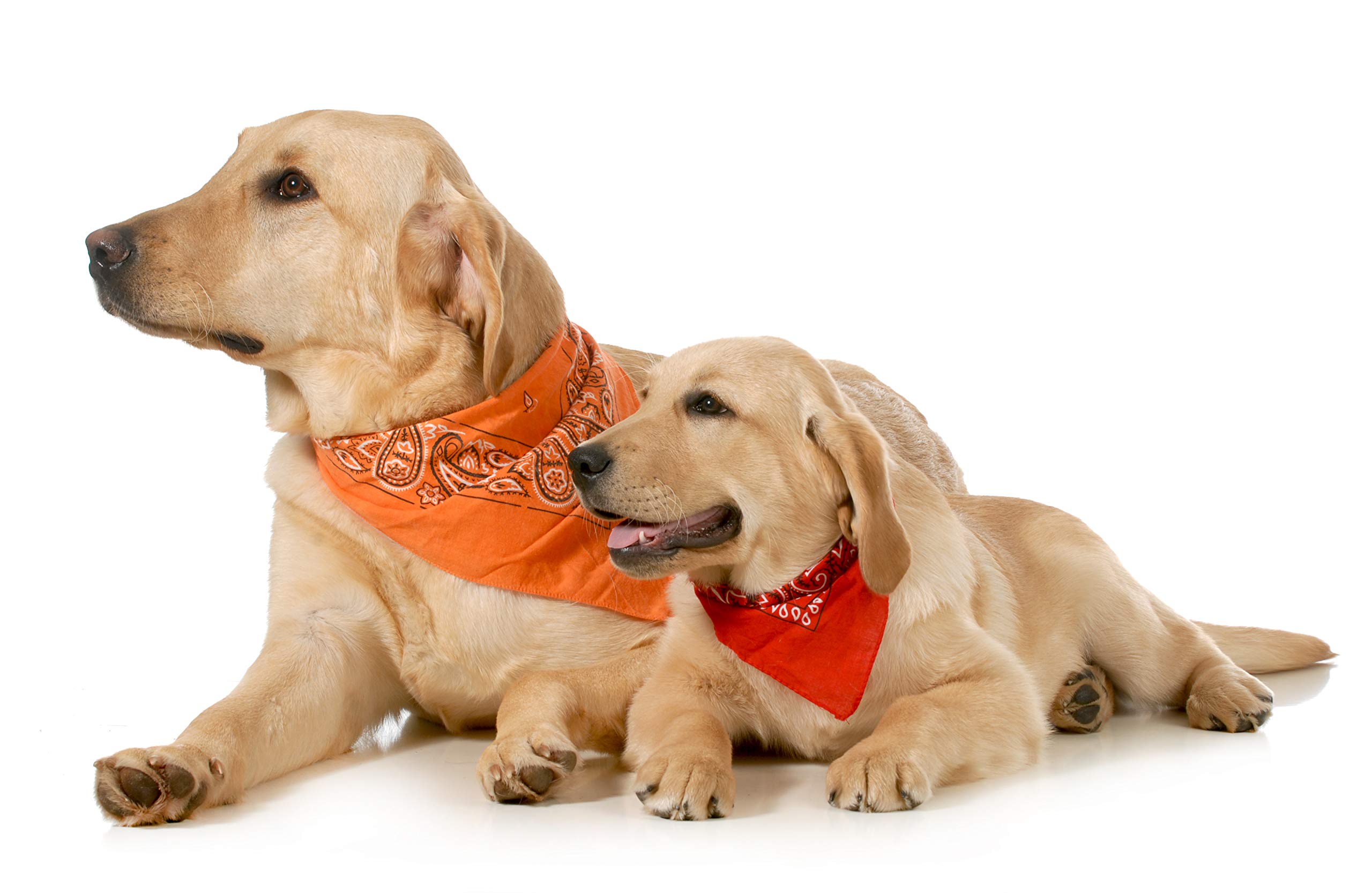 4 Pack Washable Polyester Paisley Pet Bandanas for Dogs & Cats - Green Triangle Bibs for Everyday Wear, Grooming, and Photo Shoots
