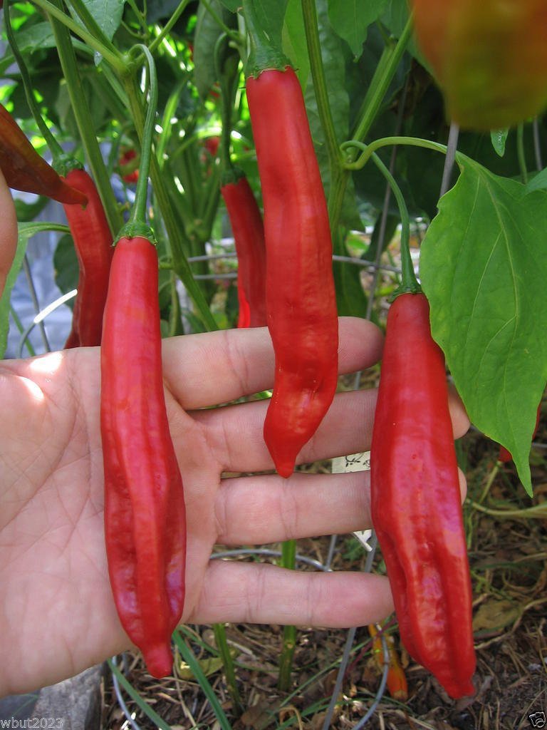 10 Seeds - Aji Colorado Chili Pepper (Capsicum baccatum) | Heirloom Hot Pepper from Peru | Perfect for Salsas, Sauces, and Home Gardening