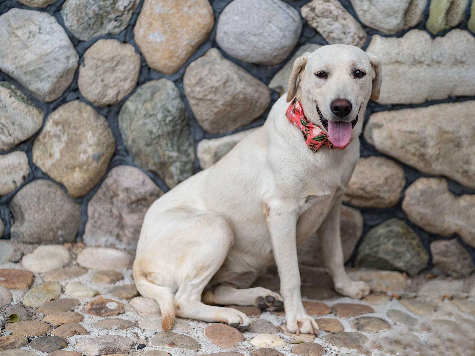 Elegant Bow Tie Dog Collar with Adjustable Cotton & Webbing - Perfect for Small, Medium & Large Dogs & Cats - Ideal for Daily Walks, Pet Parties & Photo Shoots
