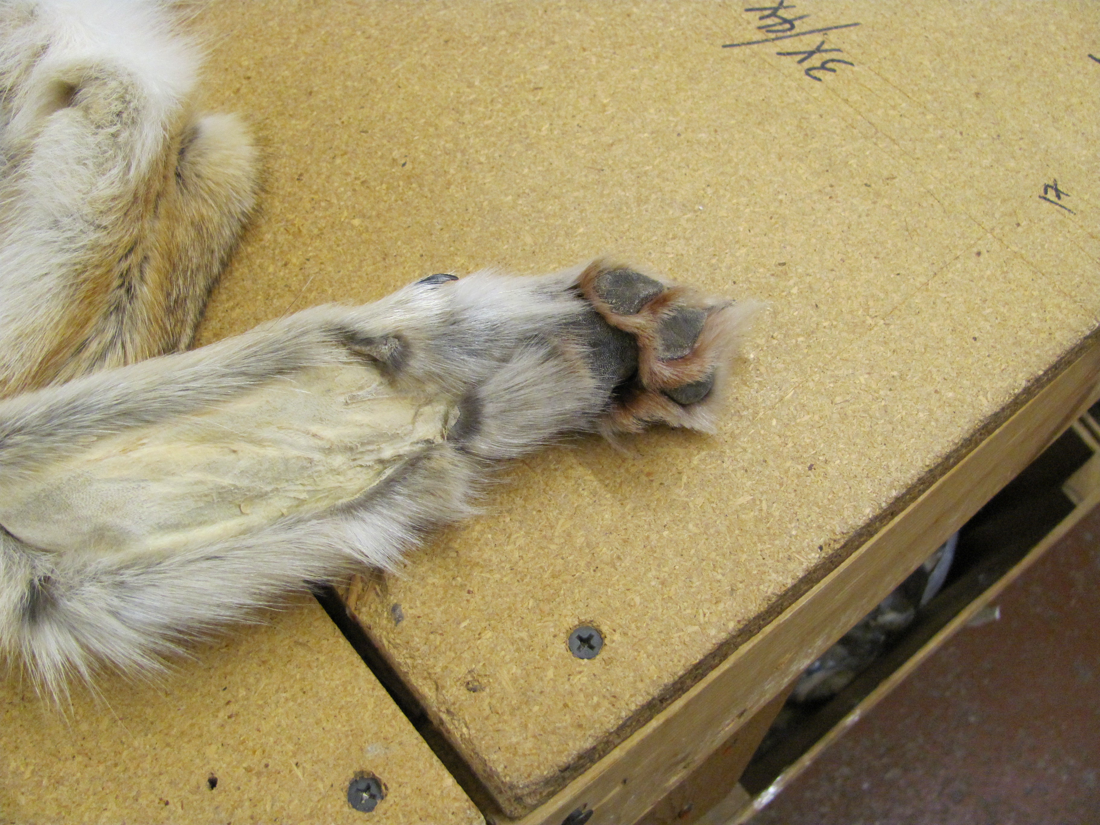 Authentic Western Coyote Fur Pelts with Paws - Perfect for Taxidermy, Home Decor, and Hunting Trophies