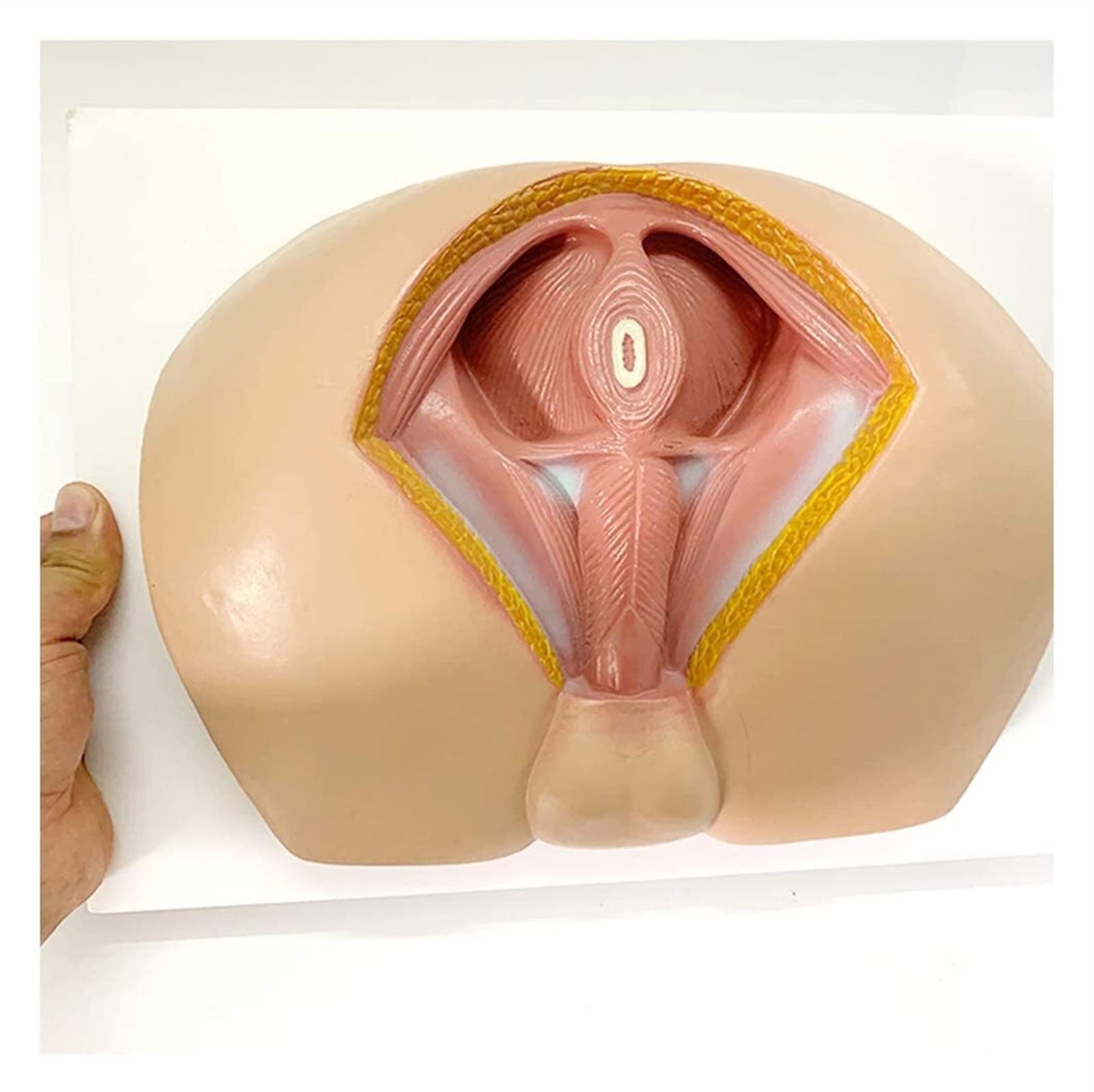 Removable Medical Anatomical Perineum Vascular Nerve Pelvic Floor Muscle Model - Male Perineum Teaching Aid for Medical Students, Doctors & Anatomy Study - Perfect for Classroom Demonstration, Clinical Training & Patient Education (12