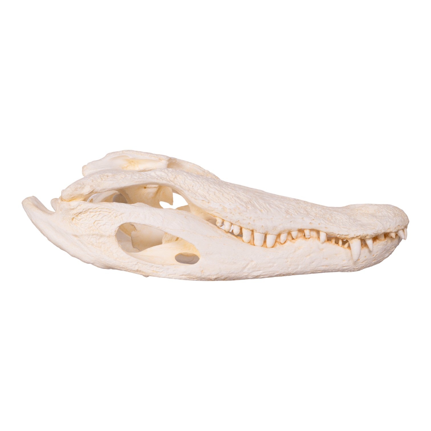 Authentic Replica American Alligator Skull - 25 Inch Lifelike Decoration for Home, Office & Halloween Decor | Durable Educational Display for Biology Classrooms & Taxidermy Collectors