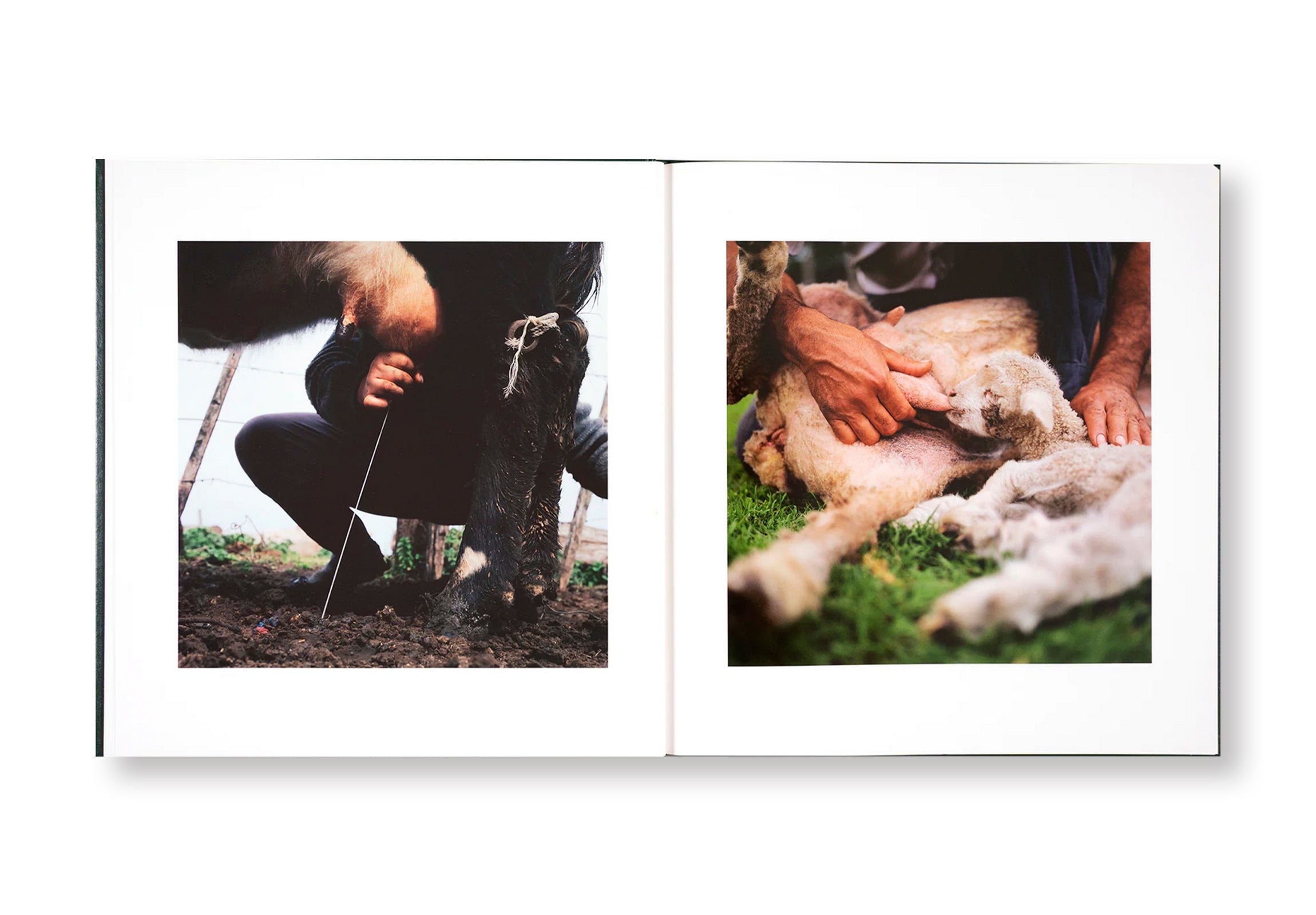 ON THE SIXTH DAY by Alessandra Sanguinetti - Signed Photography Book - Perfect for Art Collectors & Photography Enthusiasts
