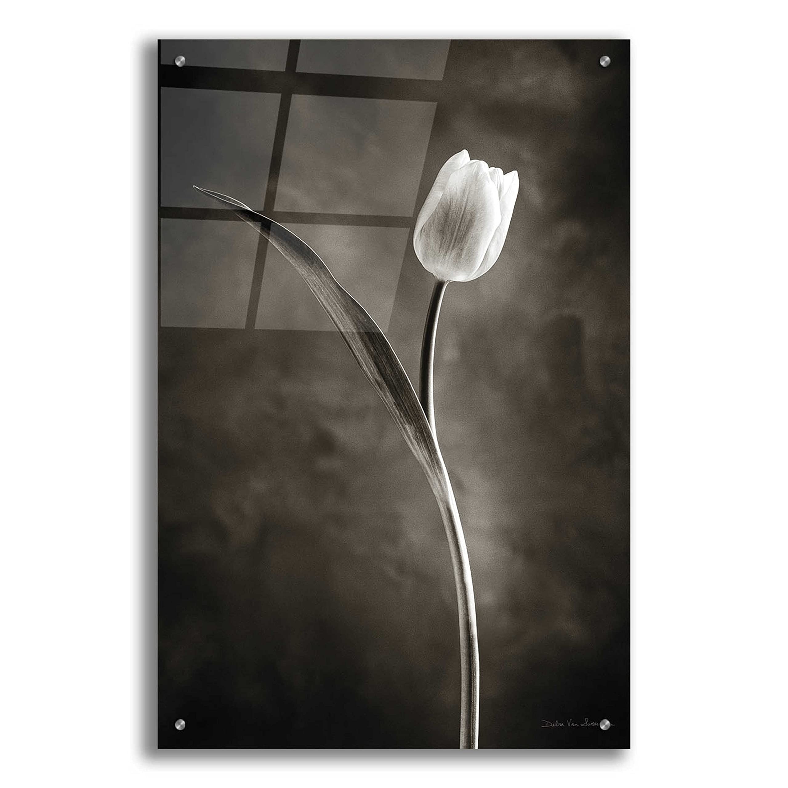 Two Tone Tulips II Acrylic Glass Wall Art by Debra Van Swearingen - 24x36 Inch Modern Floral Painting for Living Room, Bedroom & Office Decor