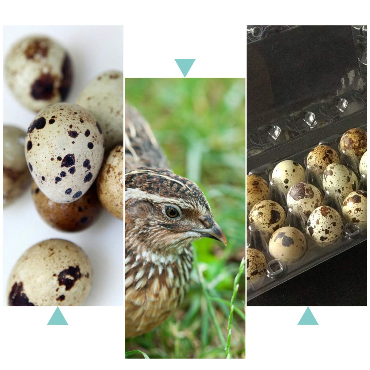 12-Piece Stackable Clear Quail Egg Storage Box - 24 Grids Small Egg Carton for Pheasant, Grouse & Hen Eggs | Refrigerator Organizer & Farm Fresh Egg Carrier | Perfect for Home Kitchen, Farm Use & Food Storage
