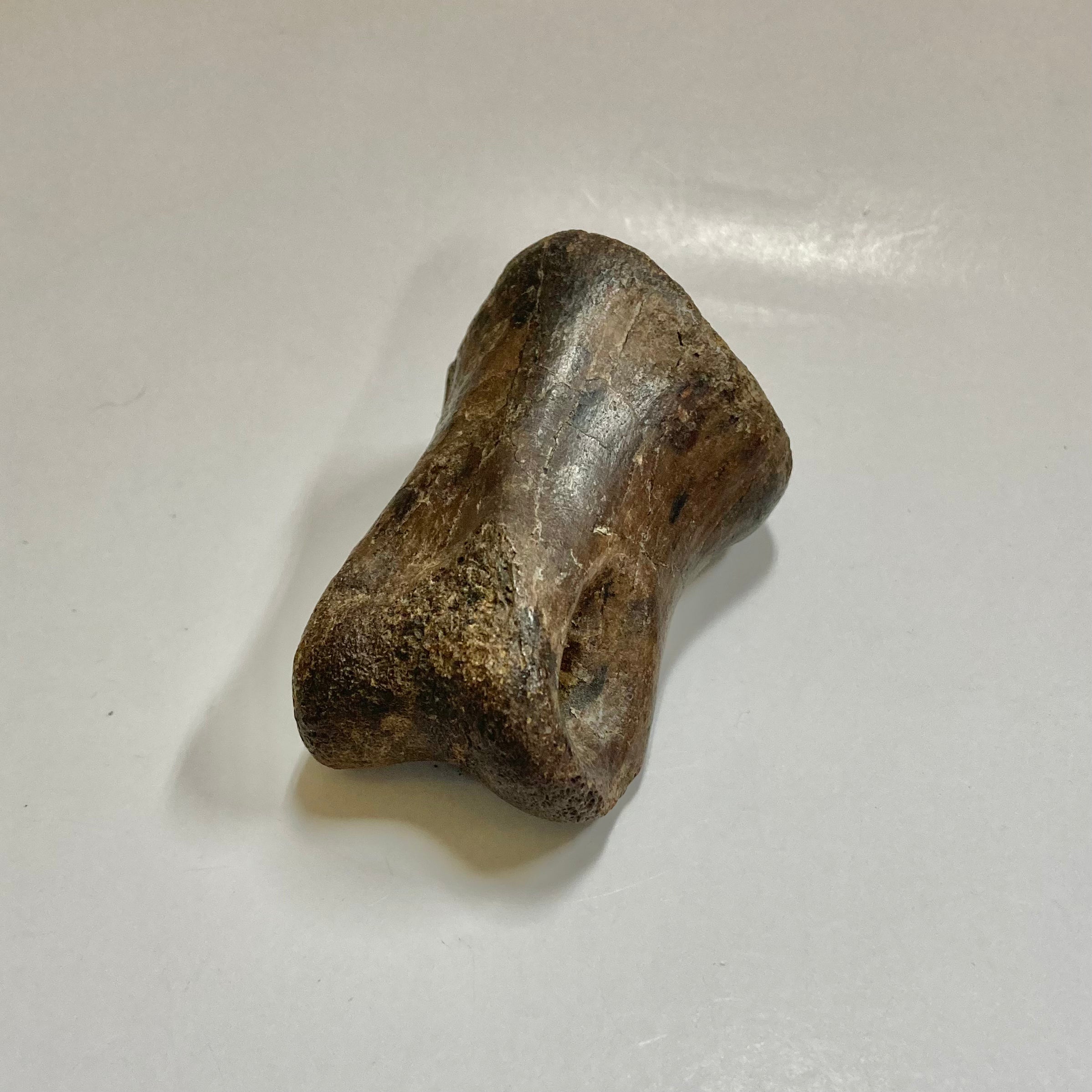 Authentic Ornithomimidae Dinosaur Finger Bone Fossil - Rare Collectible for Paleontology Enthusiasts & Science Education - Perfect for Display, Gifts, and Museum Exhibits