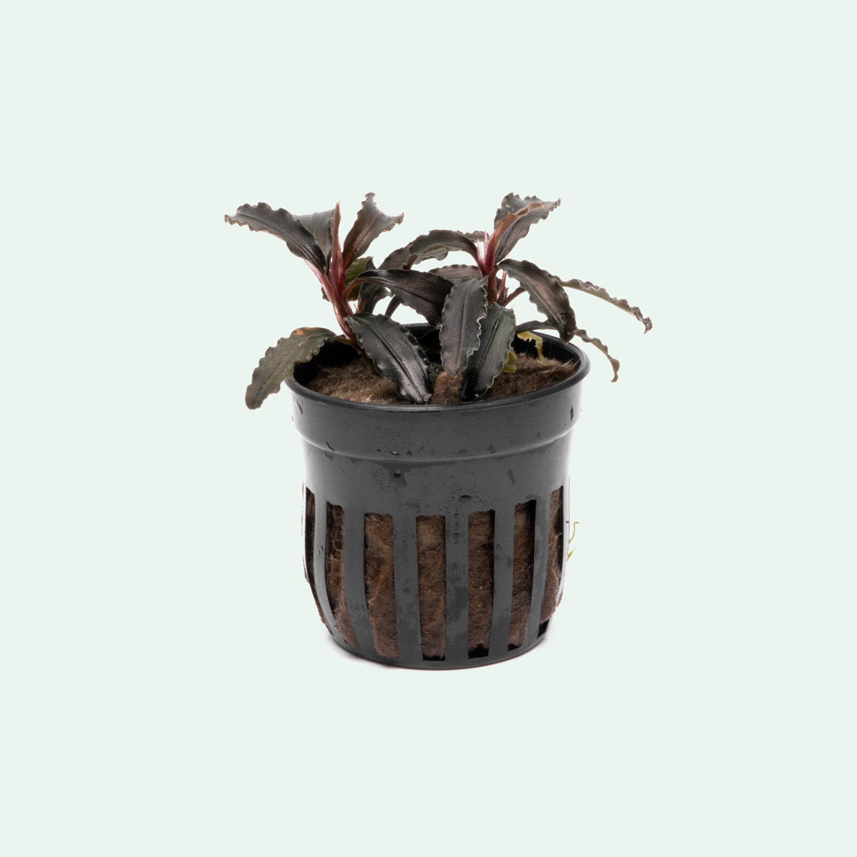 Bucephalandra Godzilla Aquatic Plant for Aquascaping - Perfect for Freshwater Aquariums, Fish Tanks & Nano Tanks