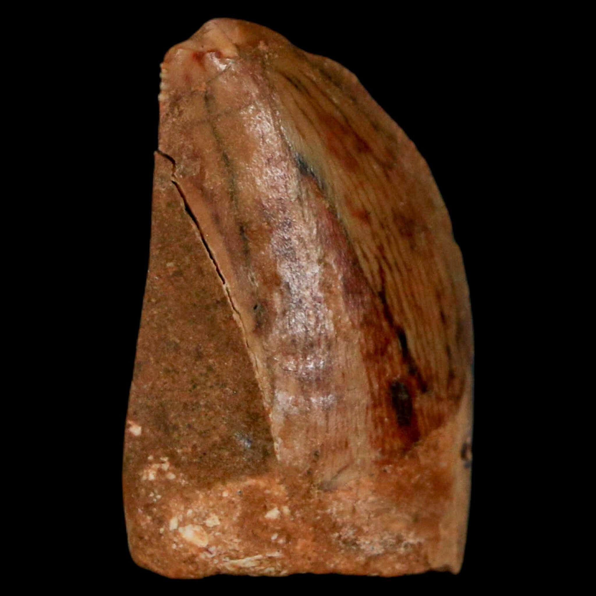 Authentic Carcharodontosaurus Dinosaur Fossil Tooth from Cretaceous Period - Morocco Origin with COA - Perfect for Paleontology Collectors & Museum-Quality Display