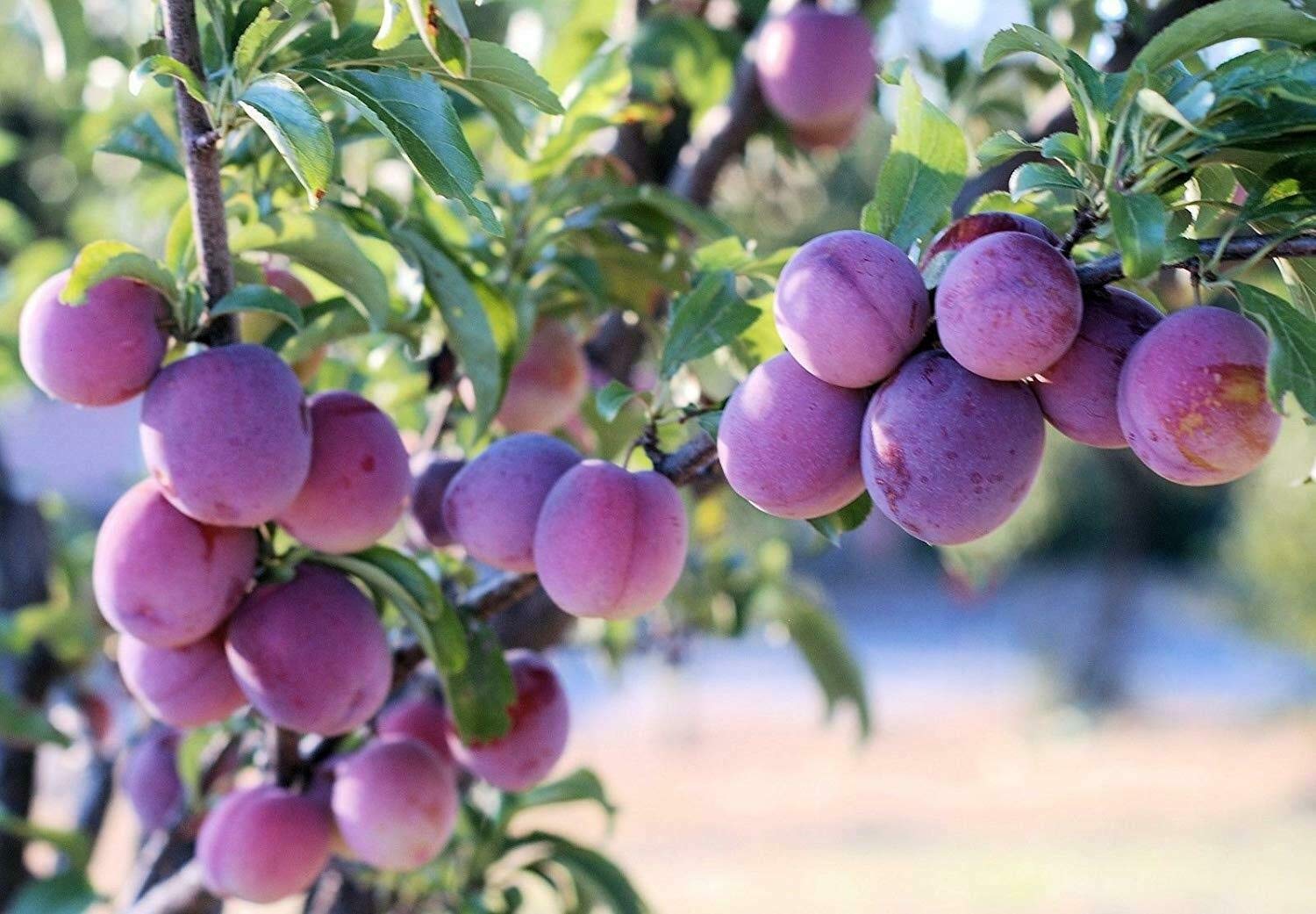 Yunakesa 2 Santa Rosa Plum Trees 2-3 Feet Tall - Fresh Fruit Trees for Home Garden, Backyard Orchard & Landscaping
