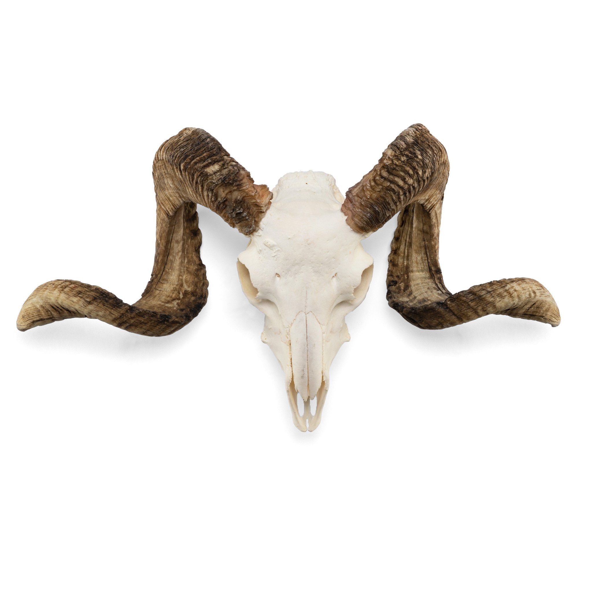 Authentic Domestic Ram Skull for Home Decor, Taxidermy, and Gothic Collections – Perfect for Wall Display, Halloween Decor, and Unique Gifts