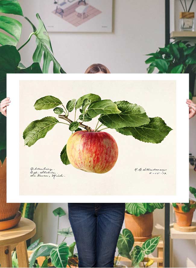 Vintage Antique Apple Landscape Print - Classic Botanical Wall Art for Home Decor, Office & Gift Giving