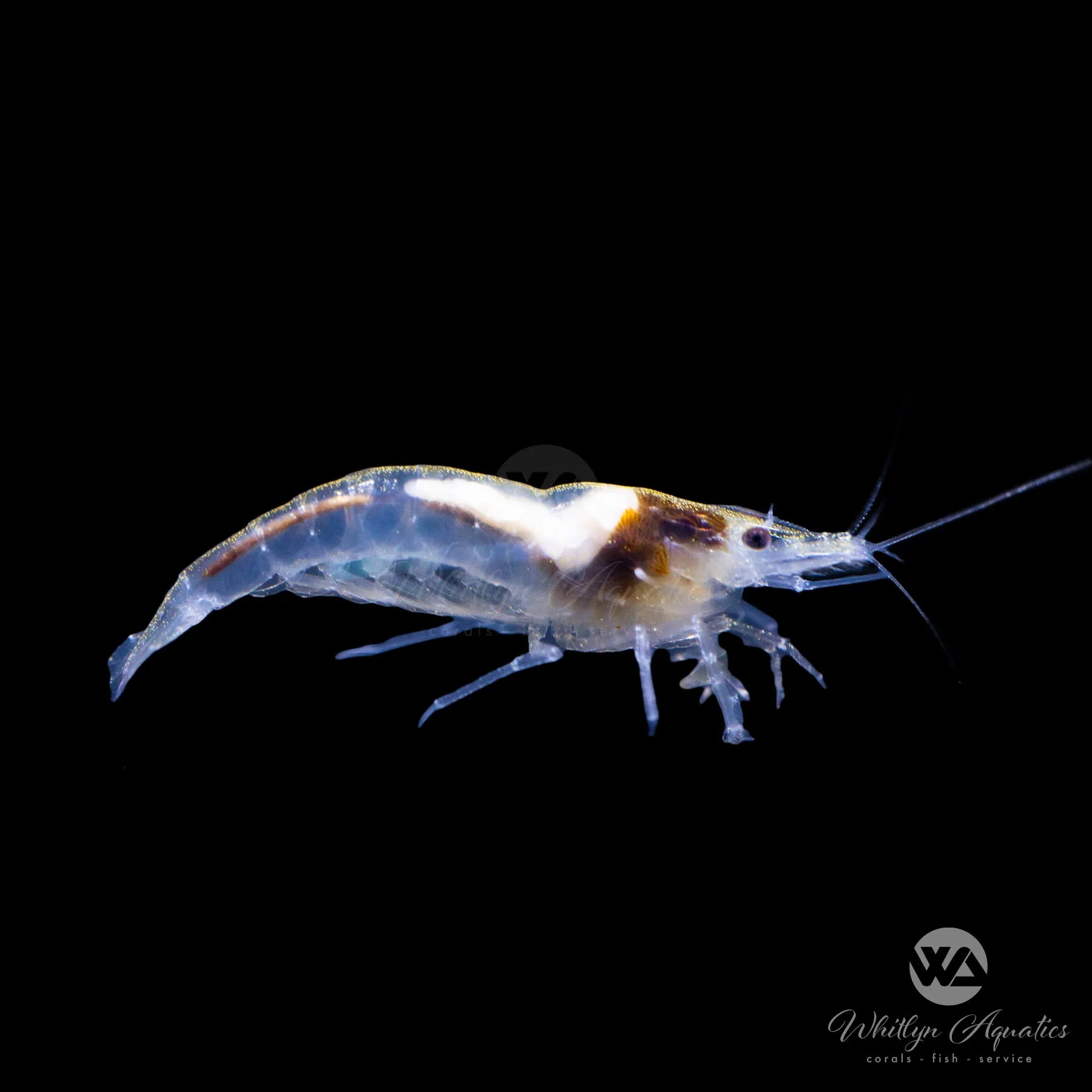 Premium Snowball Shrimp (Neocaridina davidi) - Live Freshwater Aquarium Shrimp for Nano Tanks, Planted Aquariums & Shrimp Breeding - Easy to Care, Hardy & Peaceful