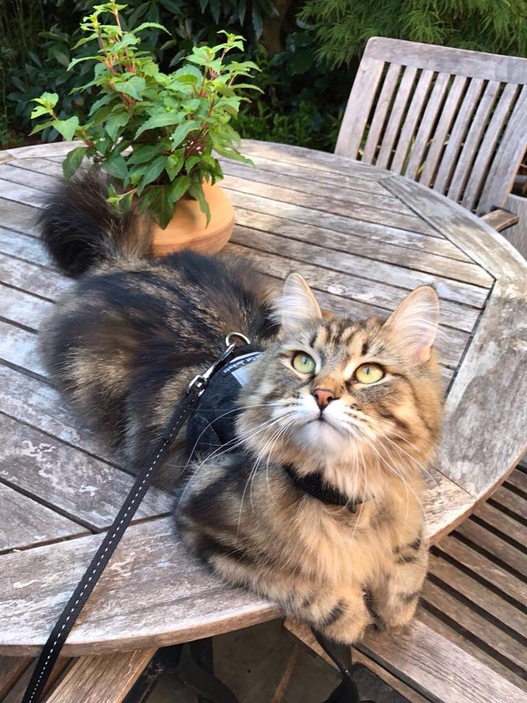 Premium Black Denim Cat Jacket & Harness for Adult Cats - Escape-Proof Walking Vest for Outdoor Adventures and Vet Visits