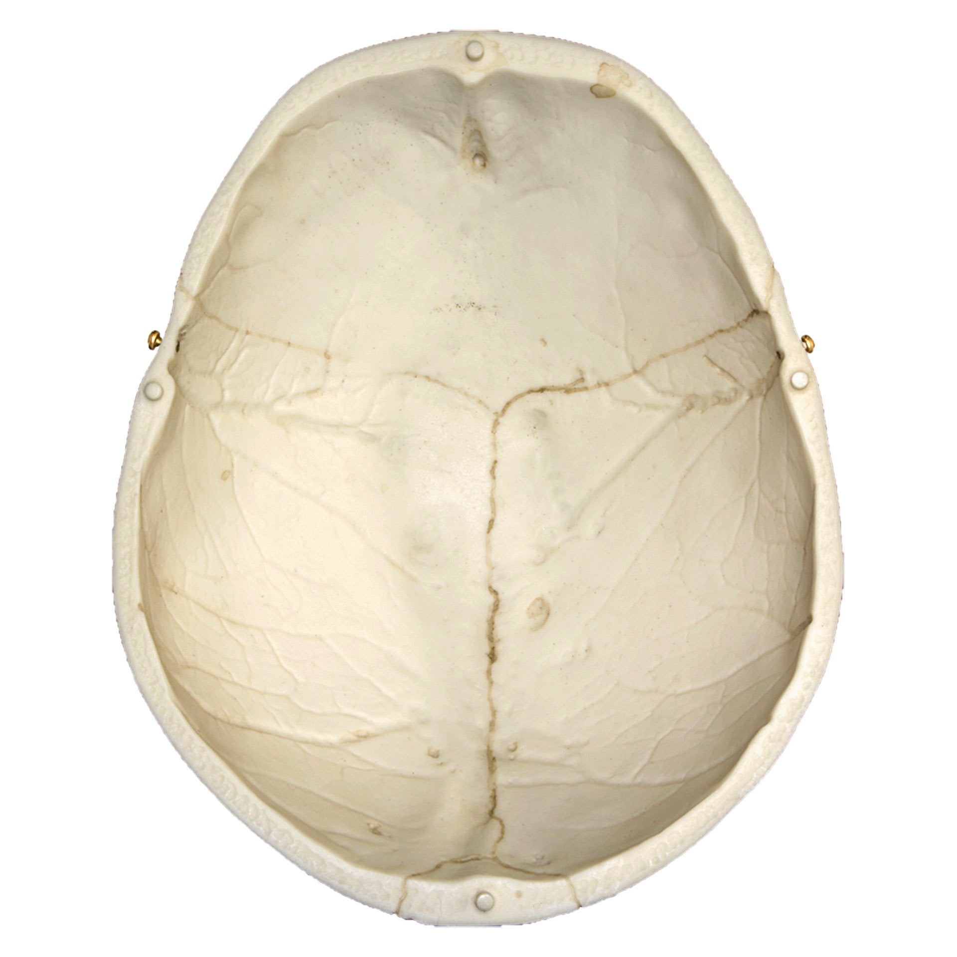 Authentic Replica Human European Male Skull Model with Calvarium Cut - Numbered Anatomy Specimen for Medical Study, Halloween Decor, and Science Education