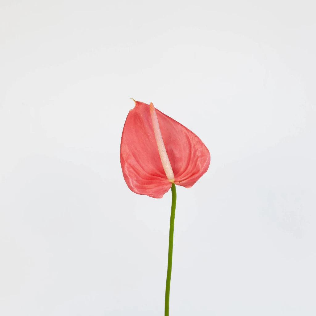Anthurium Hot Pink Tropical Flower - Exotic Live Houseplant for Home Decor, Office, and Gift Giving
