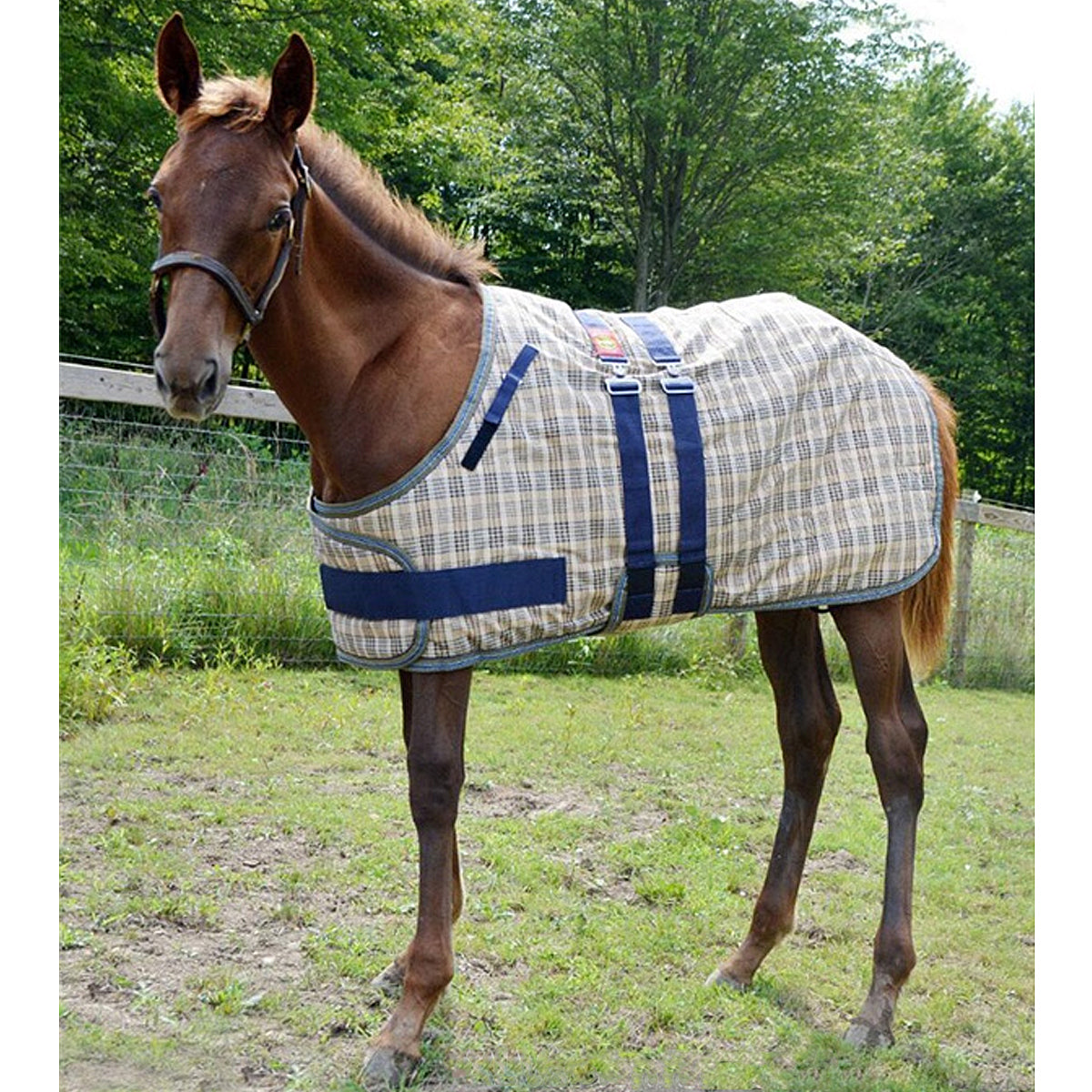 5-Pack Baker Expand-O Blanket for Foals & Ponies - Waterproof Turnout Rug for Cold Weather Protection & Outdoor Use