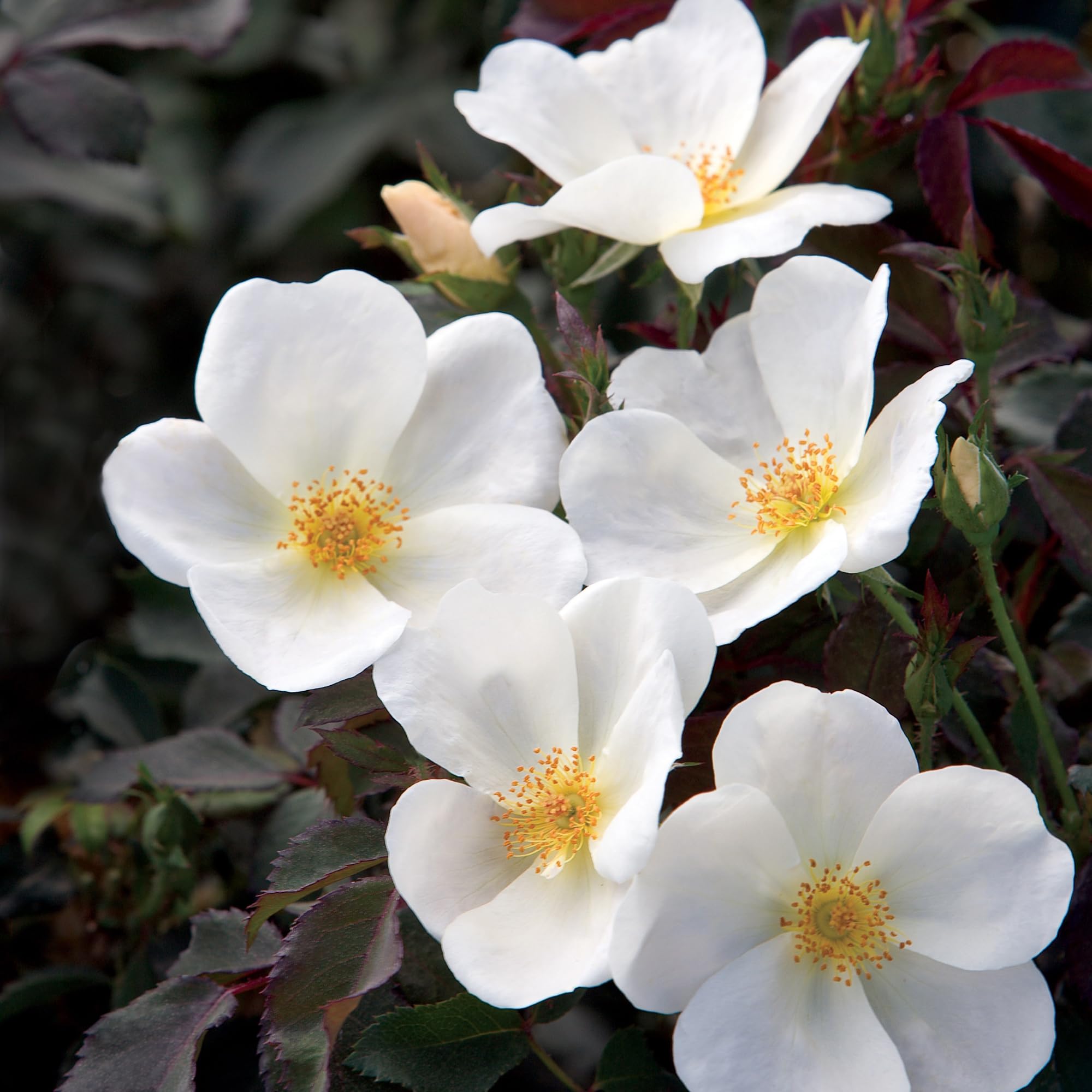 1 Gallon The White Knock Out® Rose Plant - Pure White Blooms for Garden Landscaping, Patio Decor & Wedding Bouquets