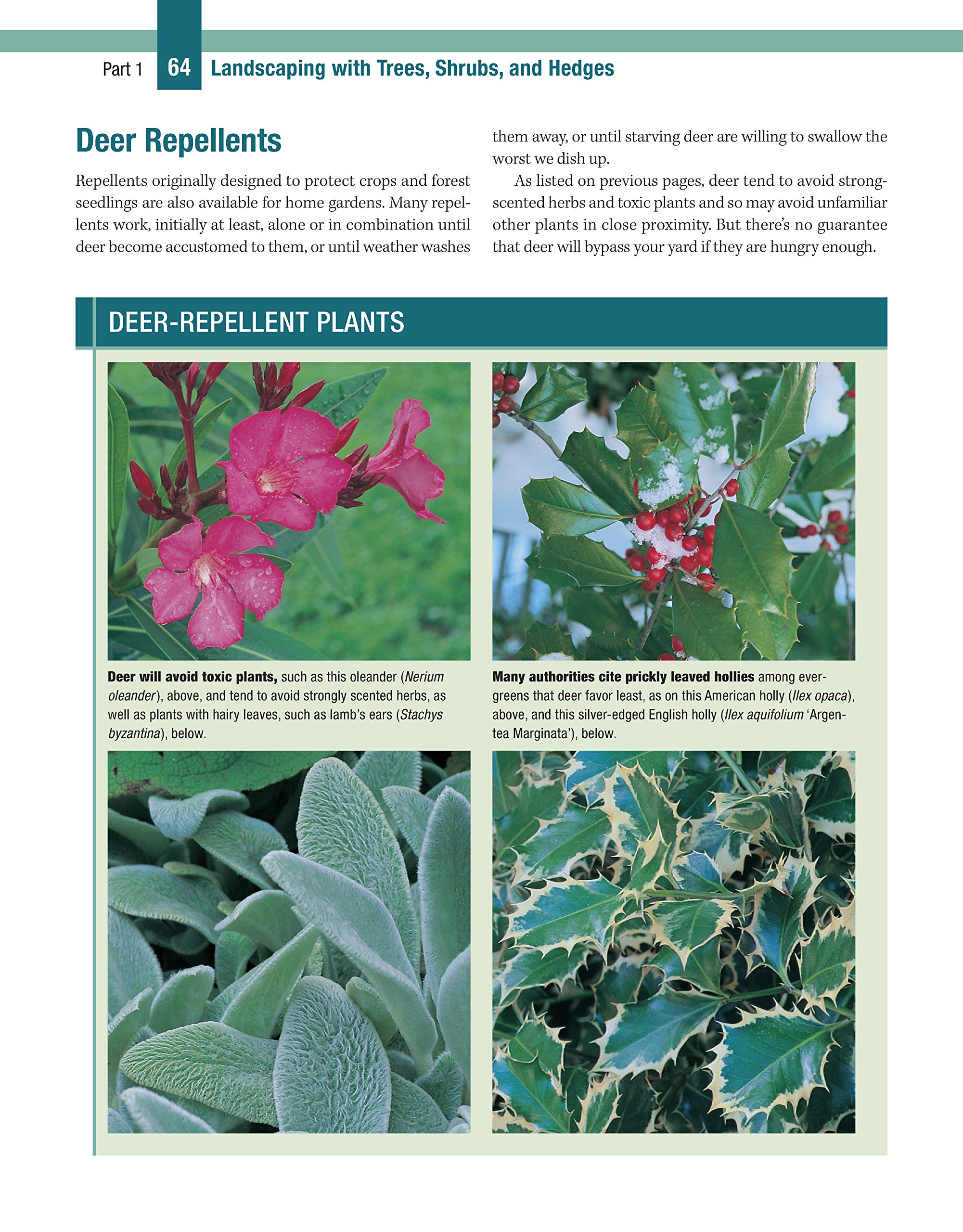Best Trees, Shrubs & Hedges for Landscaping: 1000+ Plant Guide with 550 Photos - Selection Tips, Care Secrets & Design Ideas to Enhance Your Outdoor Garden | Perfect for Homeowners, DIY Landscapers & Garden Enthusiasts