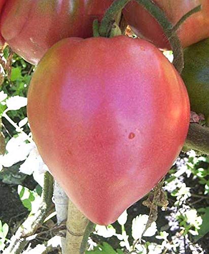 25 Pink Heart-Shaped Fruit Seeds - Delicious Superb Flavor for Home Garden, Valentine's Gift & Romantic Decor