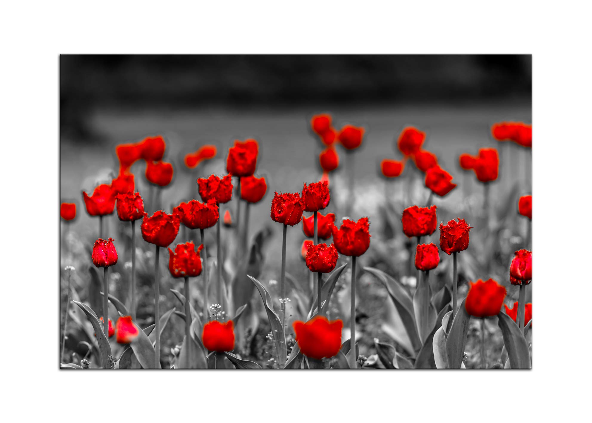 AMEMNY Black White Red Poppy Flowers Wall Art - Hand Painted Canvas Landscape Painting - Floral Picture Decor for Living Room, Bedroom, Bathroom - Stretched Framed Ready to Hang - Perfect for Home, Office & Gift Giving