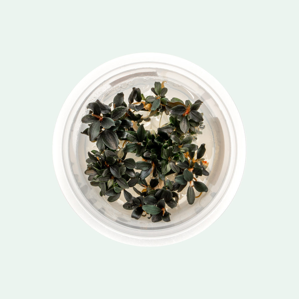 Bucephalandra Kedagang Japan Tissue Culture - Live Aquatic Plant for Aquarium, Terrarium & Paludarium | Easy Care & Rare Freshwater Plant for Fish Tanks, Shrimp Tanks & Aquatic Landscaping