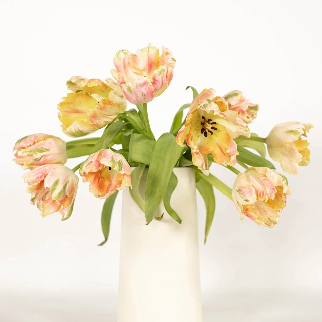 Apricot Parrot Tulip Bulbs - Exotic Flowering Bulbs for Spring Gardens, Wedding Bouquets & Landscape Design